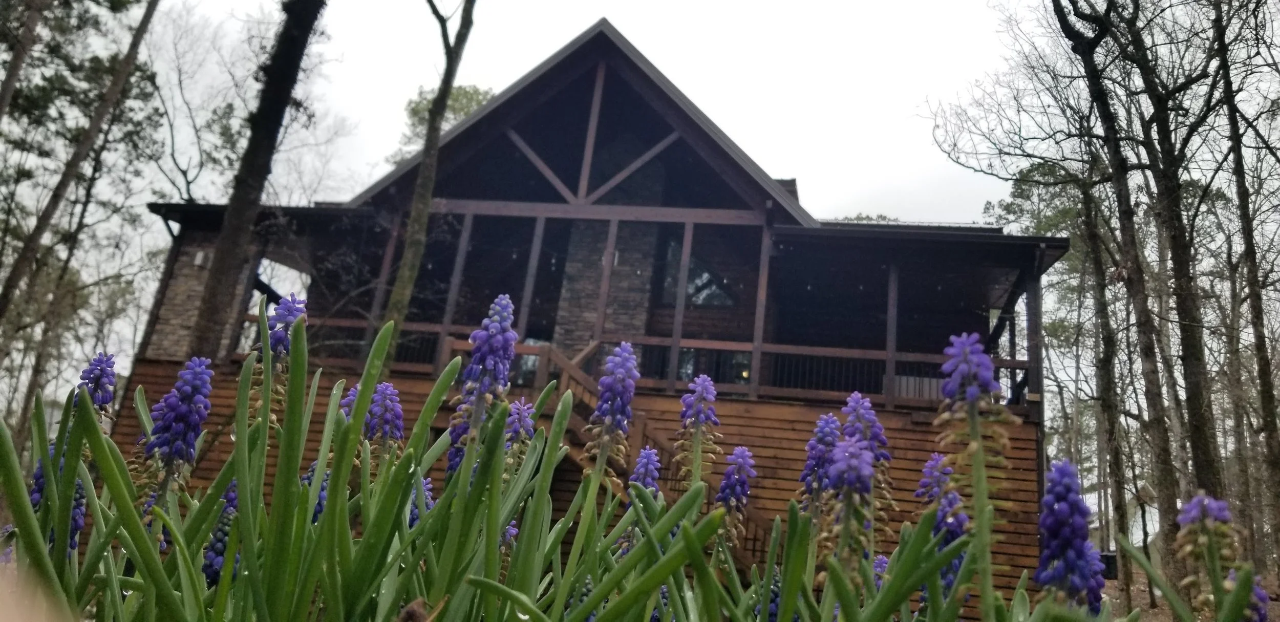 Cabin_Grape_Hyacinths.jpg