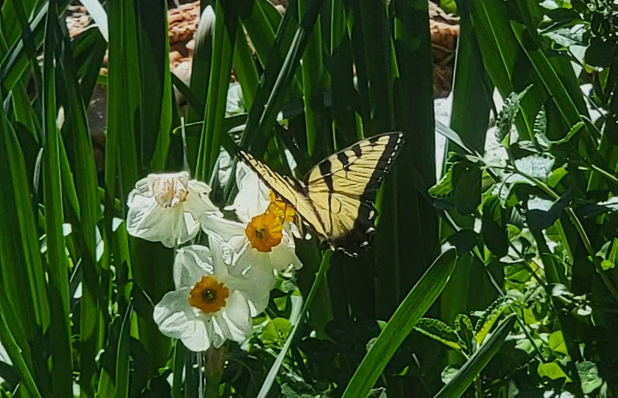 Daffodil_Yellow_Swallowtail_Crop.jpg