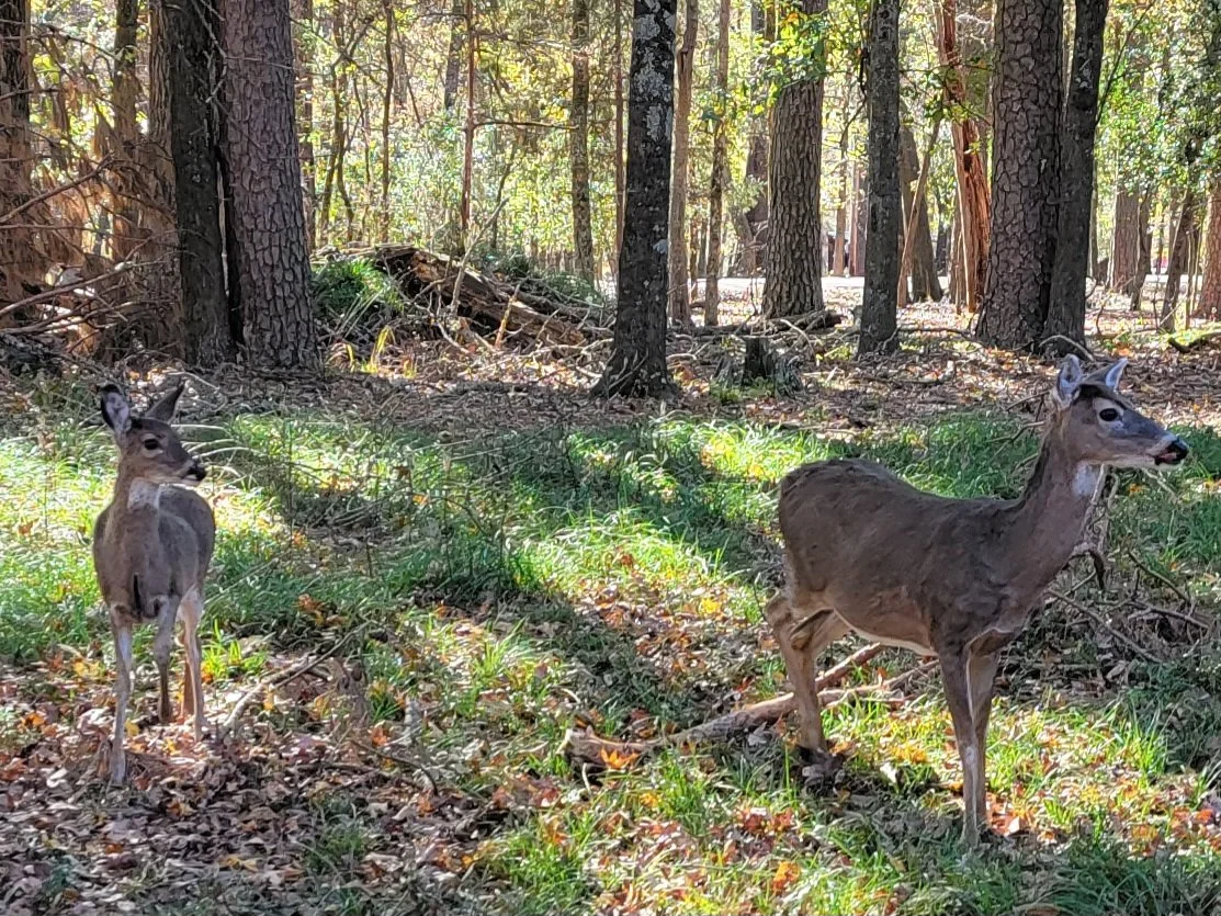 Deer_Train.jpg