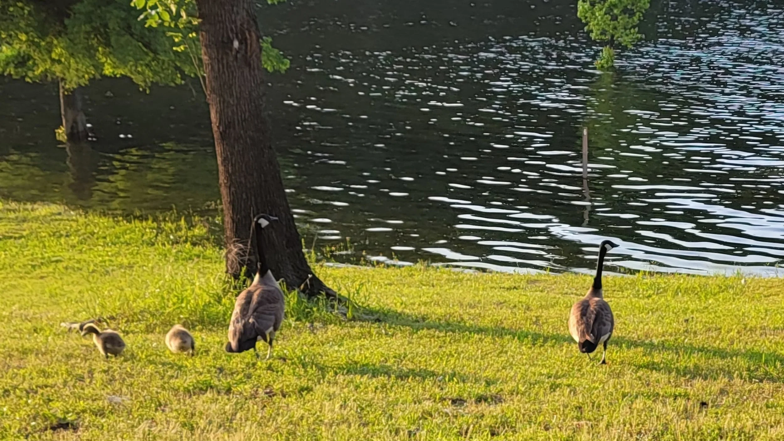 Geese_Lake.jpg