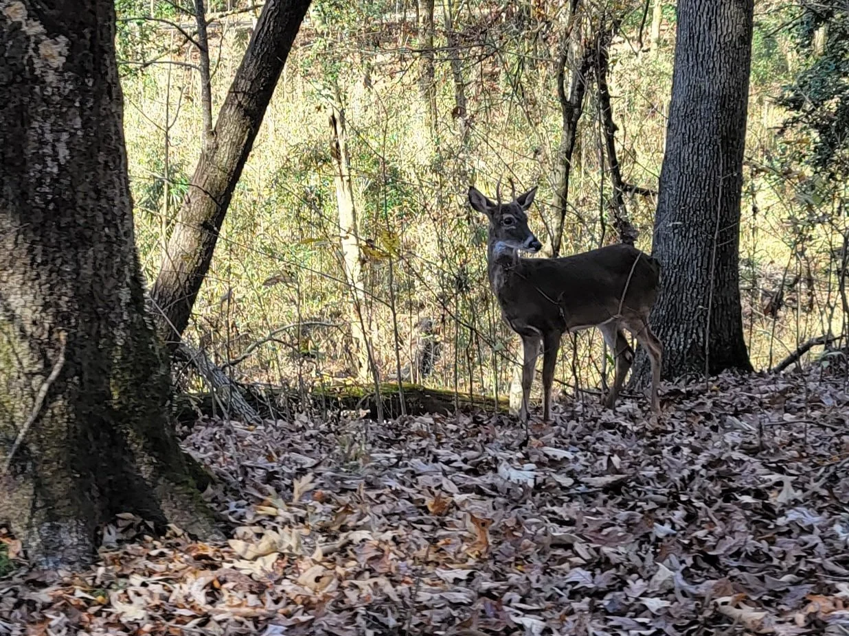 Lone_Deer.jpg
