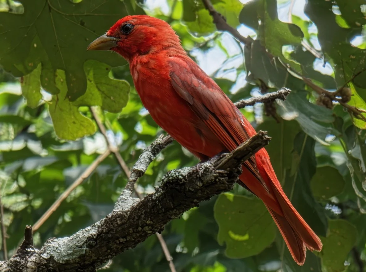 Scarlet_Tanager_Inc_res.jpg