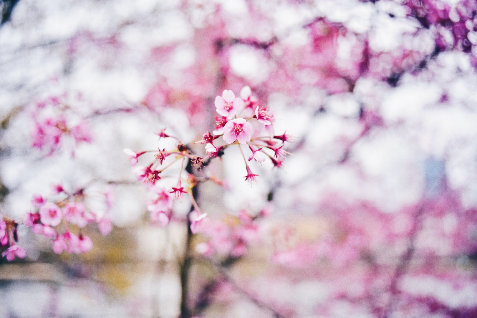Sakura, Frankfurt, Germany