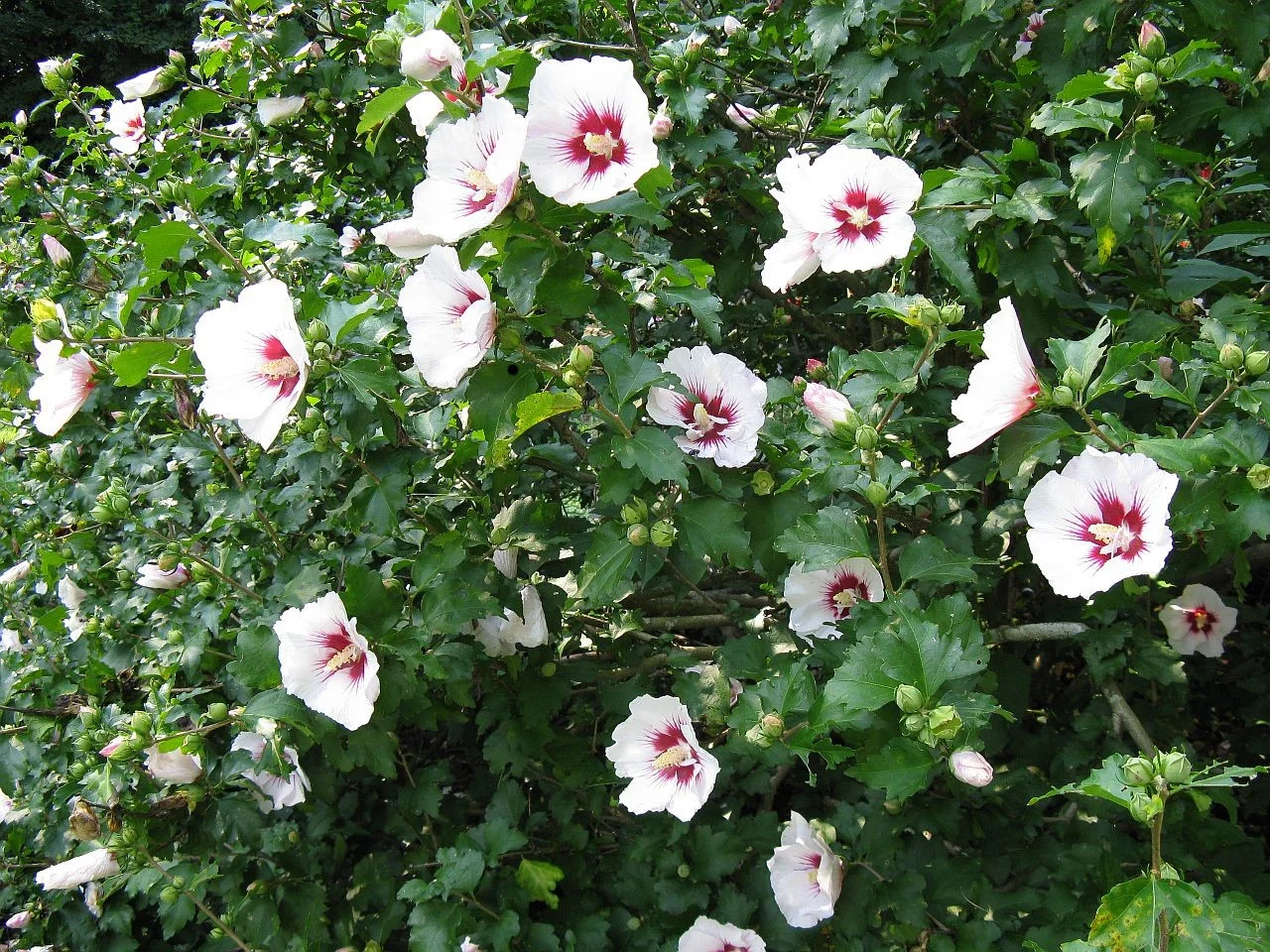 Kate's Garden Gardening.jpg