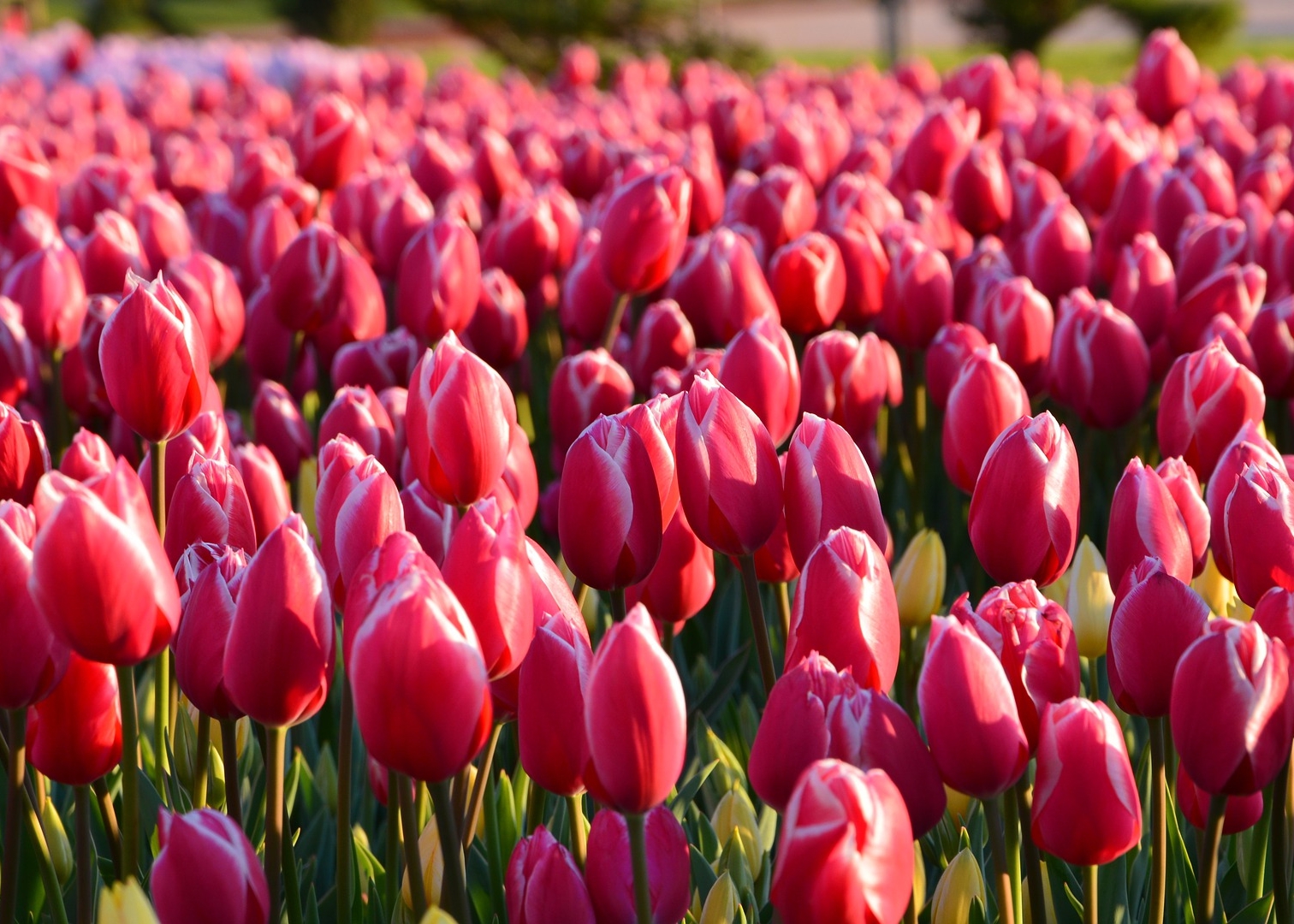 tulips.jpg