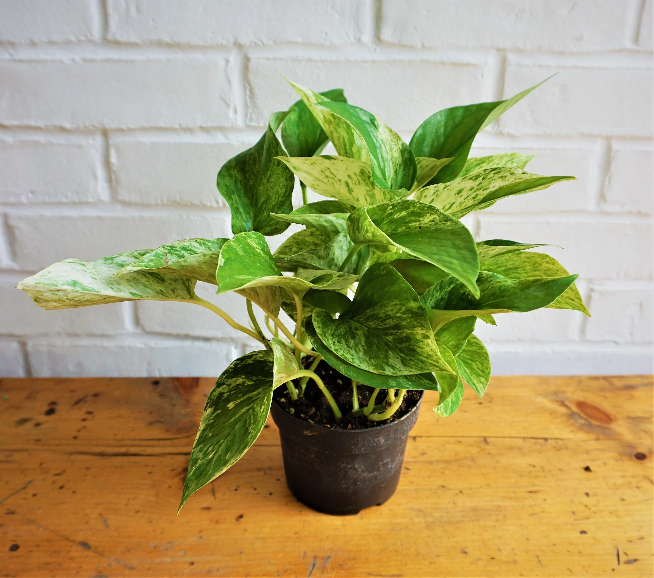 Pothos (6