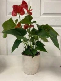 potted anthurium.jpg