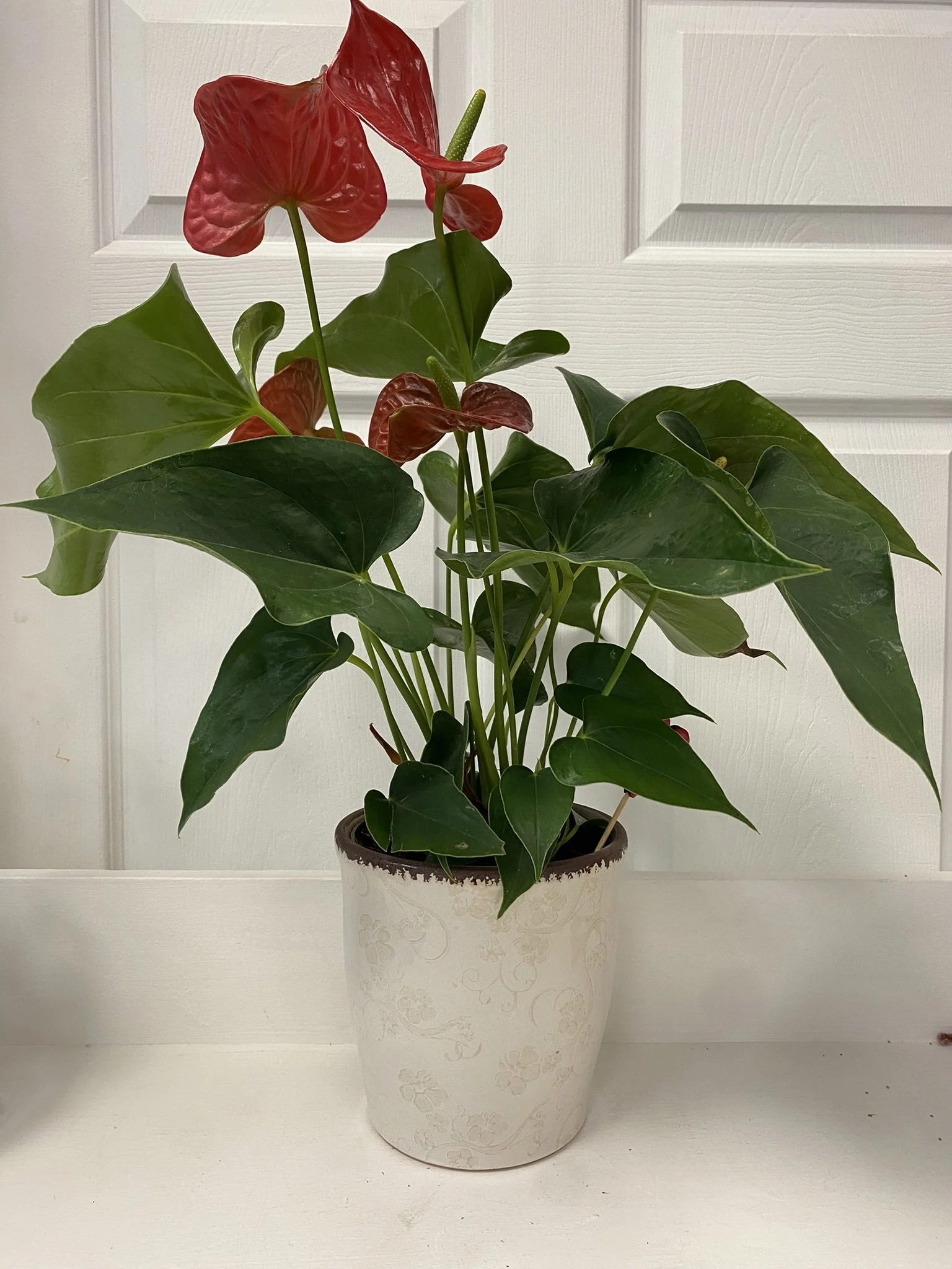 Anthurium.JPEG