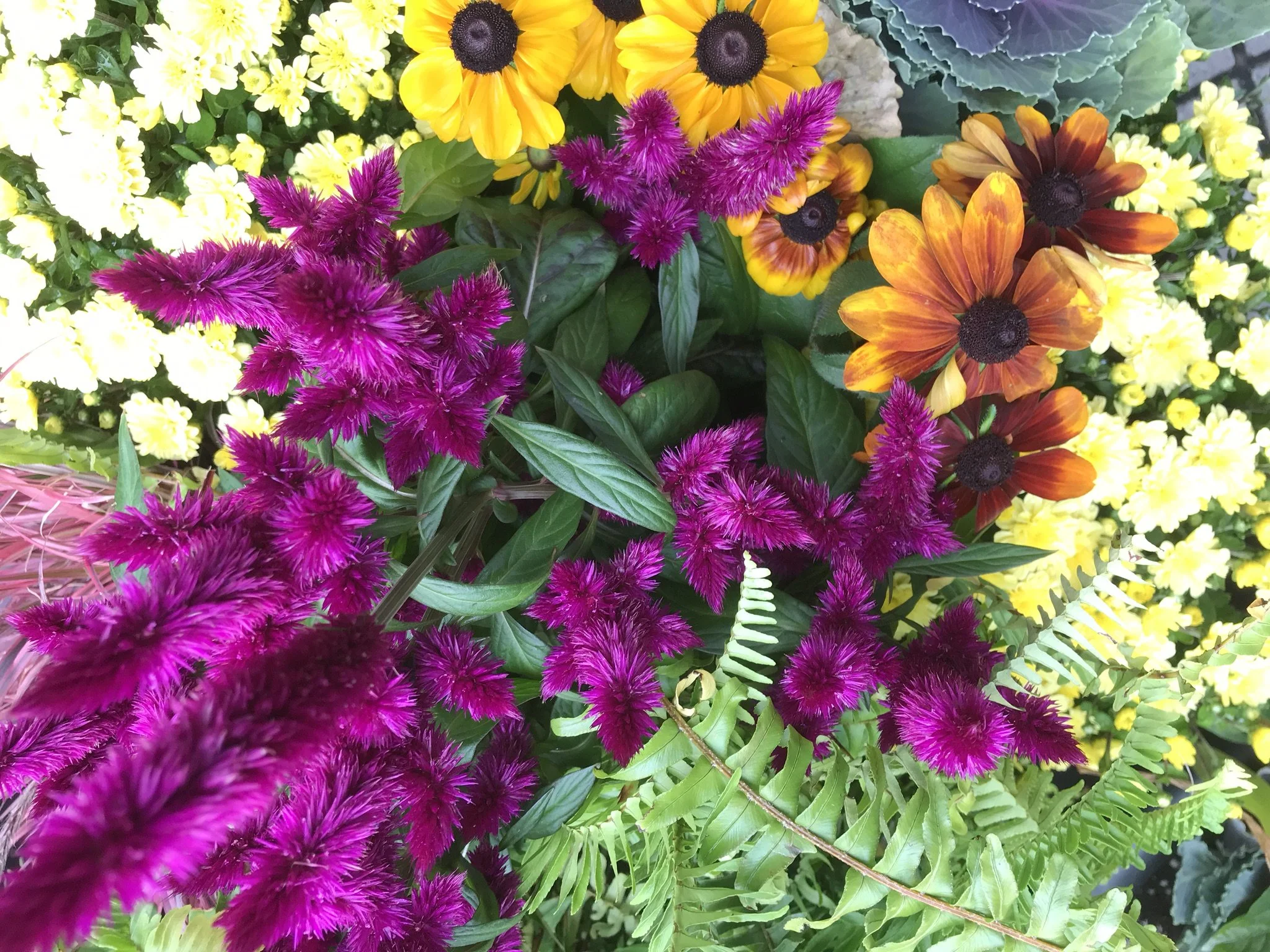 At Home Crimson Celosia .JPEG