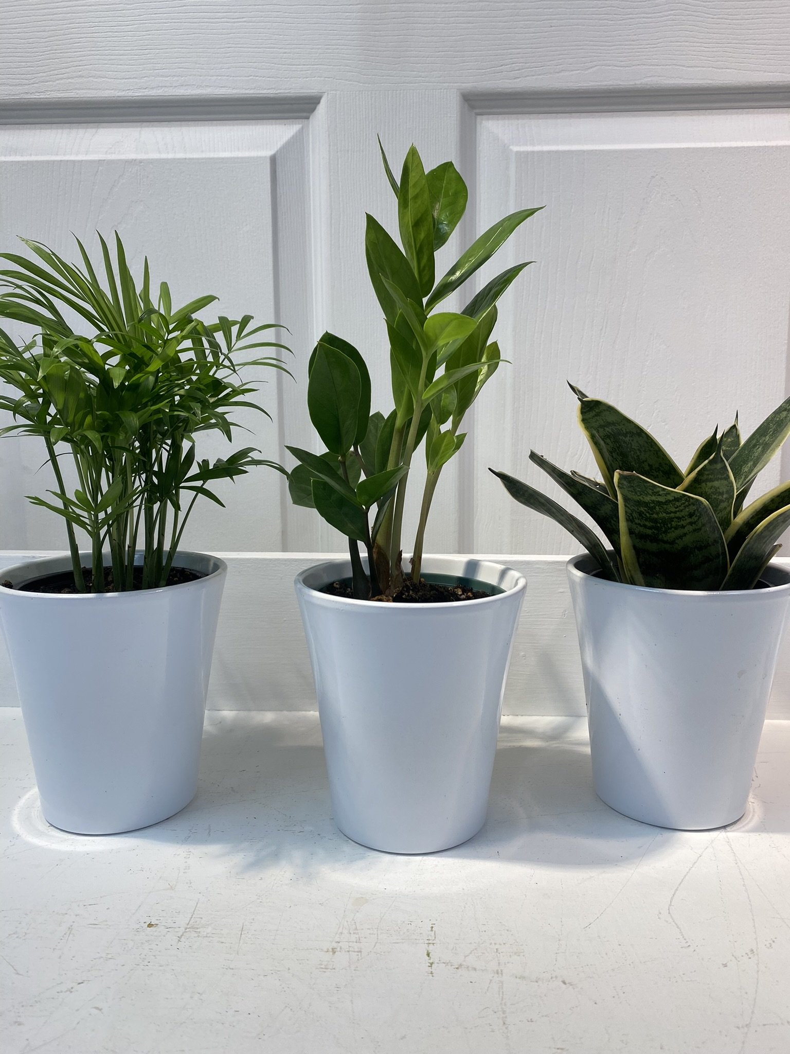 Planterior 2025.JPEG