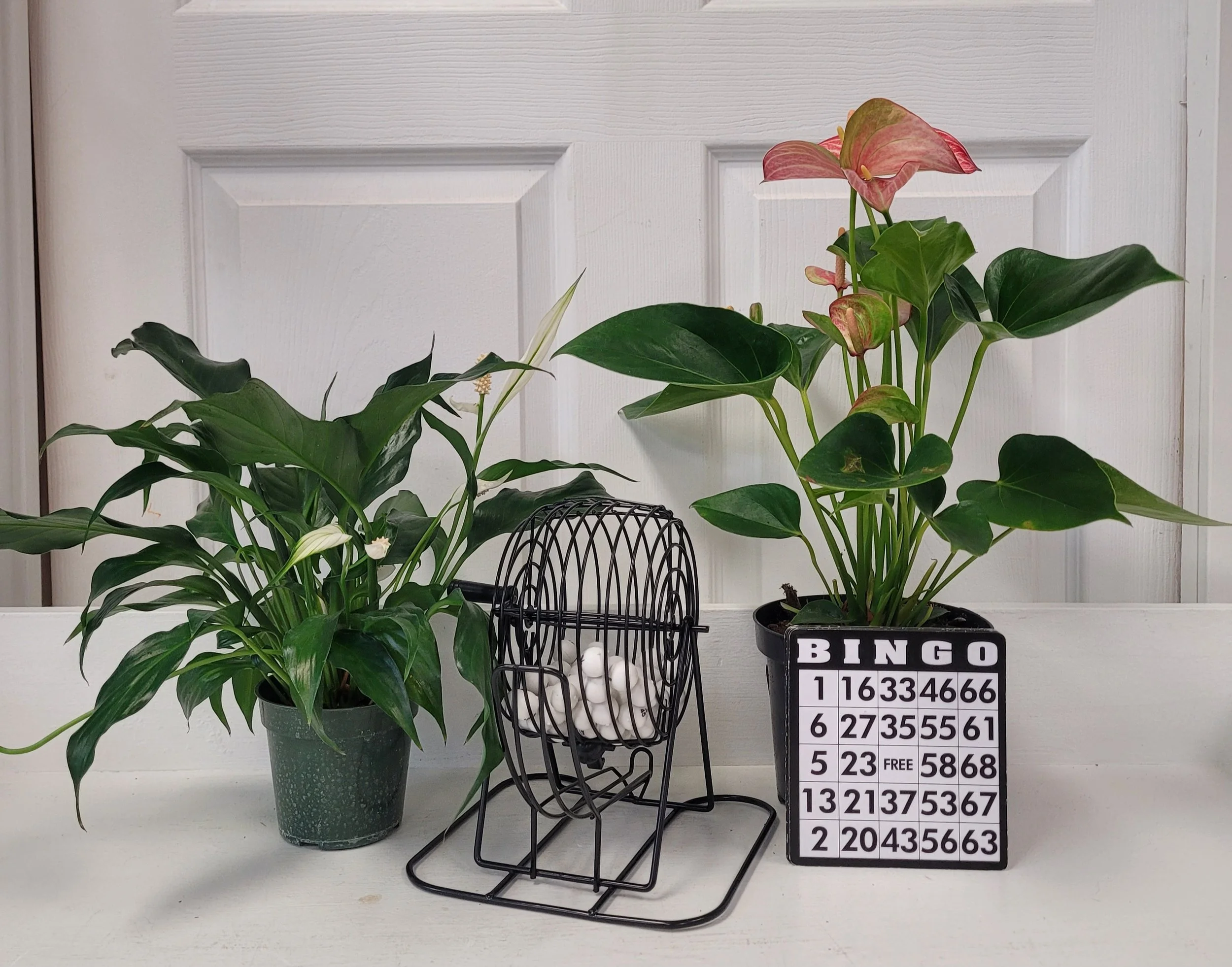 FREE Workshop Plant Bingo Thursday August 13th at 7pm, Thursday September 10th at 2pm, Thursday October 8th at 2pm