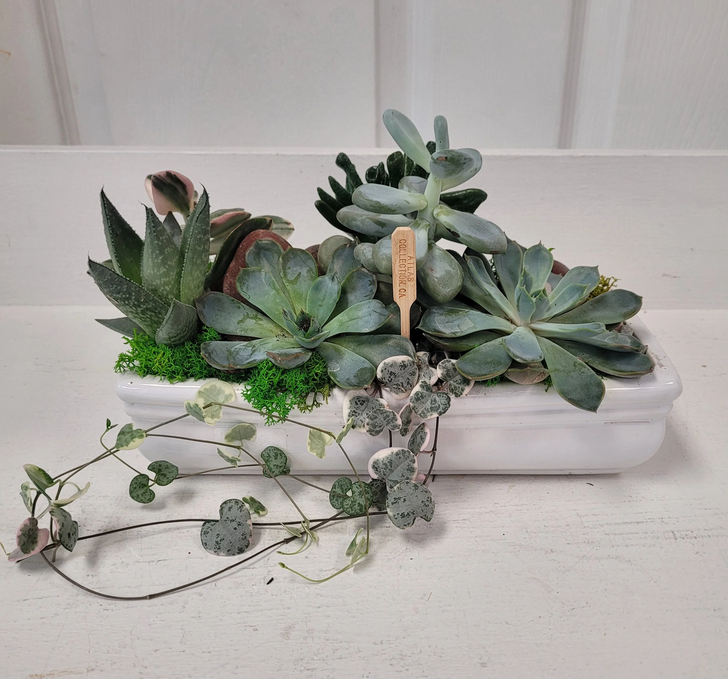 Workshop Succulent Planter Thursday August 27th at 7pm, Thursday September 24th at 2pm, Thursday October 22nd at 7pm