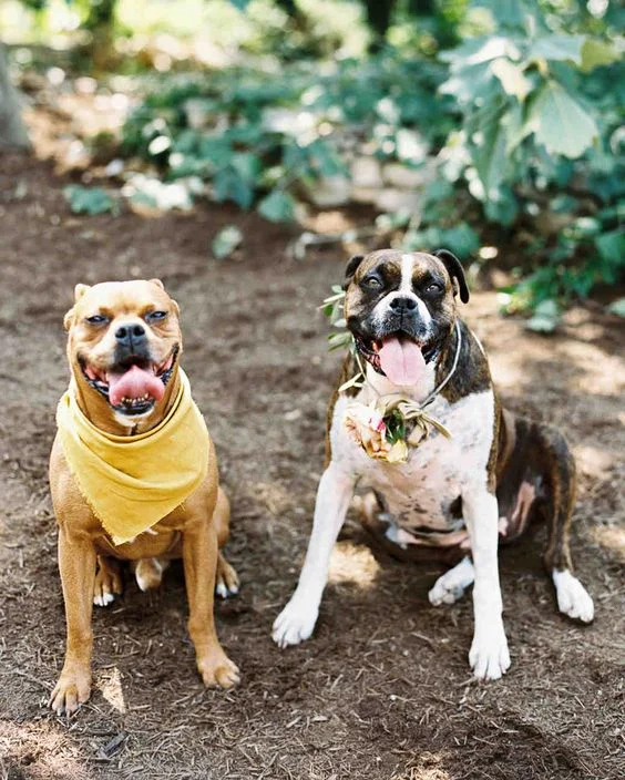 Photo via Martha Stewart Weddings