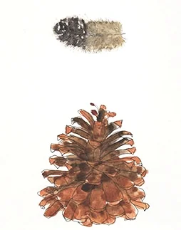 2015 Vol 5 Natural History 0a.jpg
