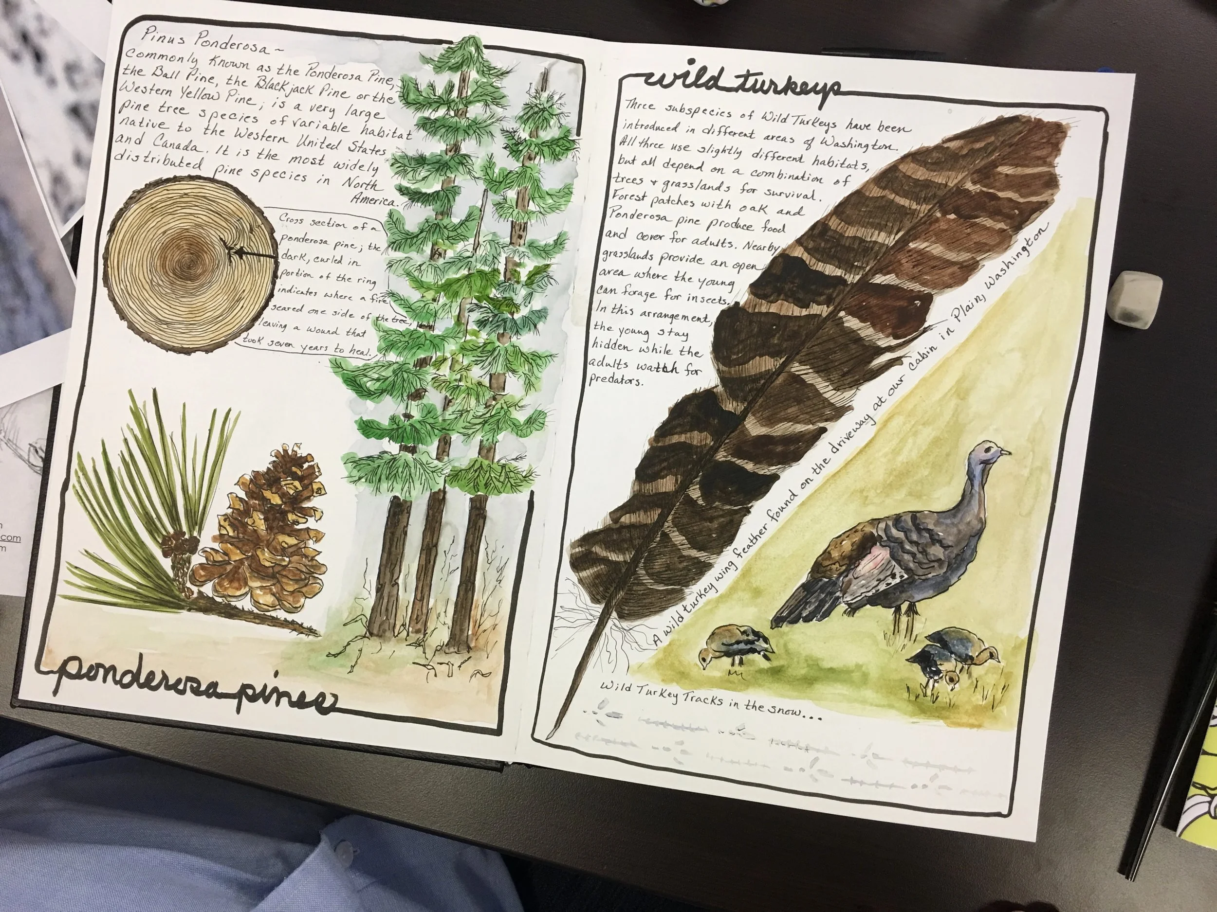 Sandy Hendricks Sketching Nature