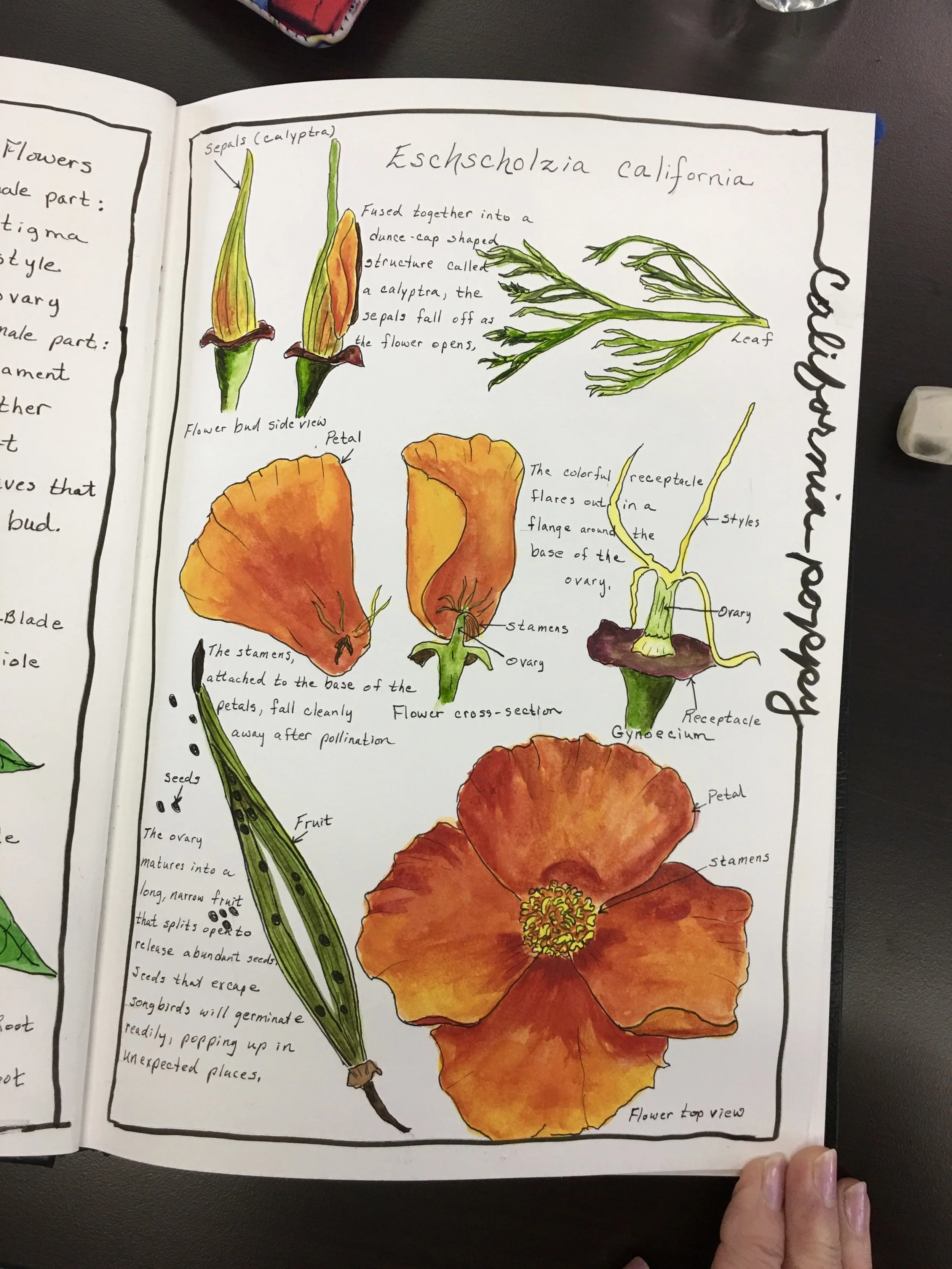Sandy Hendricks Sketching Nature