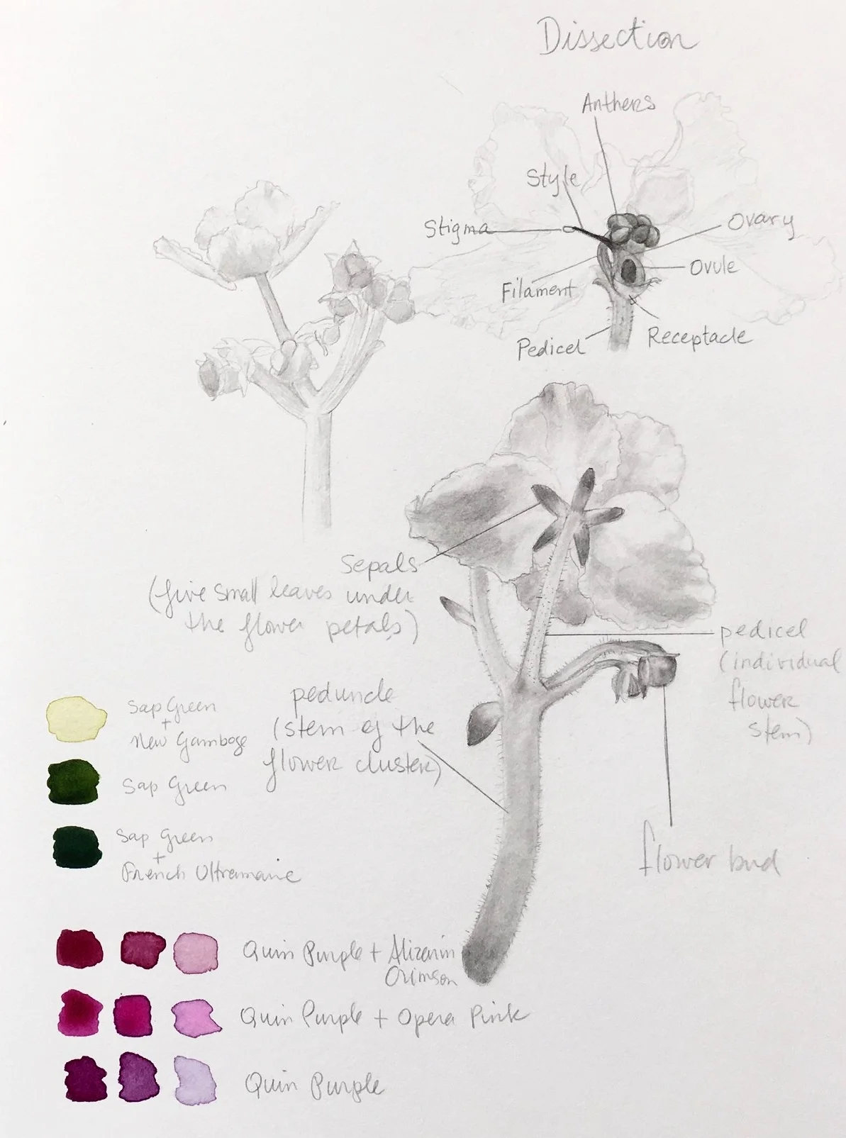 3 Charlene Collins Freeman Study Page.jpg
