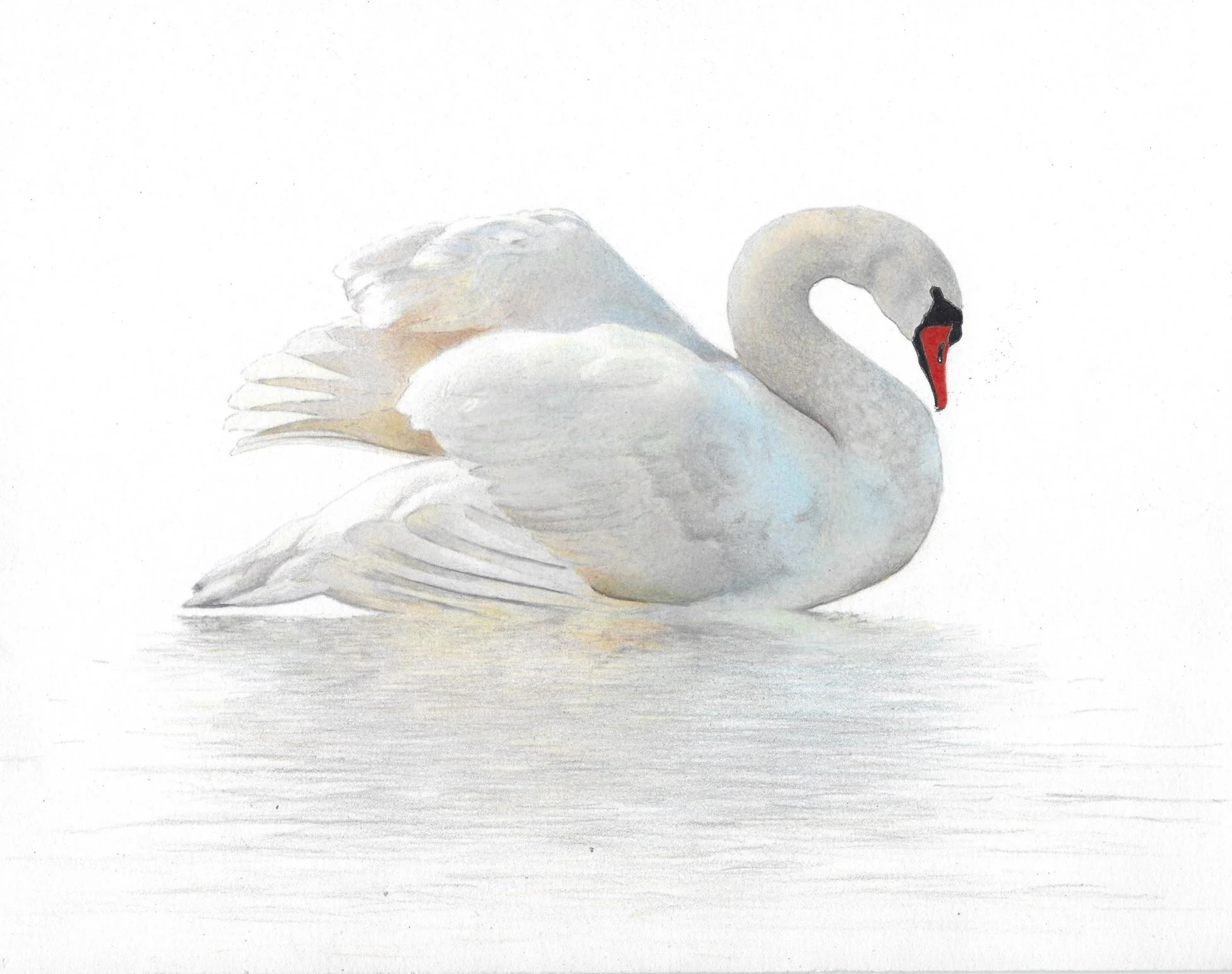 Color Pencil Artwork by Andria Burchett