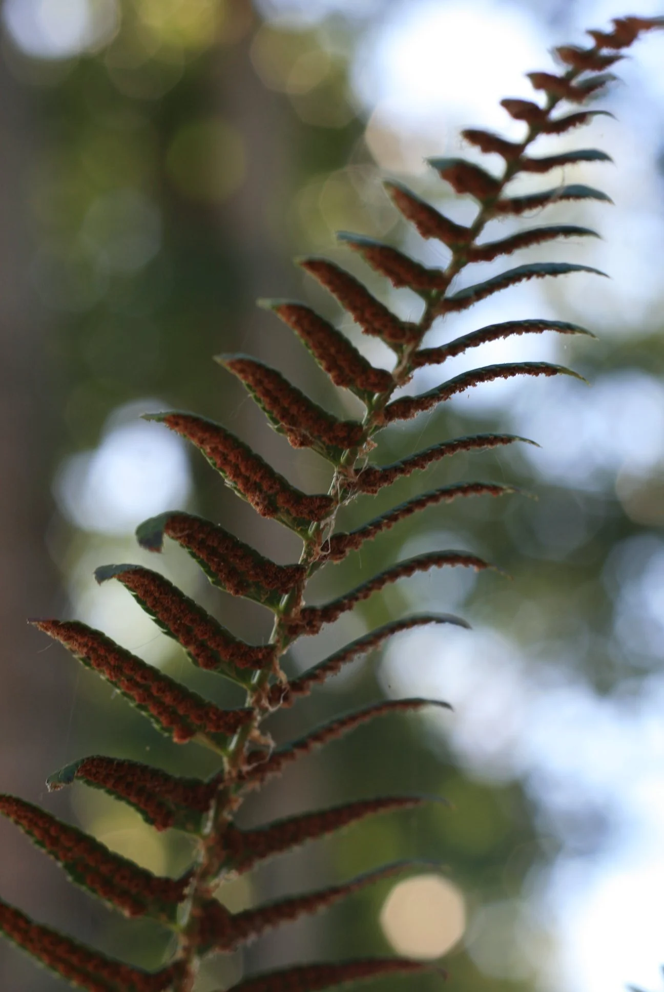 Digital Photography 15.jpg