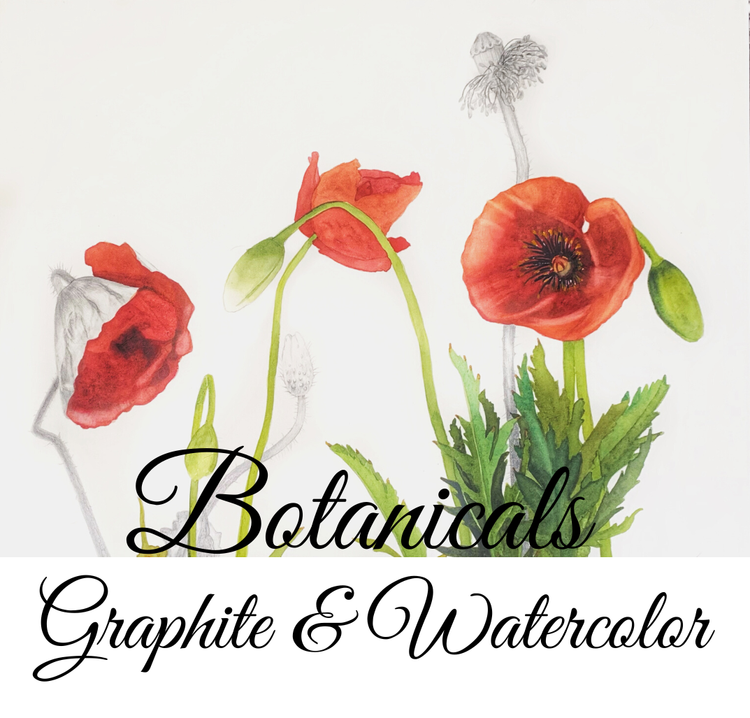 Botanicals in Graphite & Watercolor