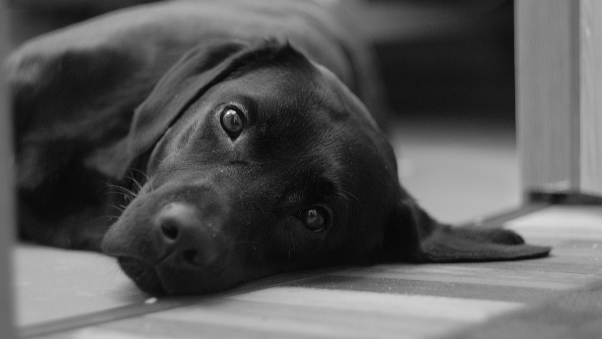 dog laying down.jpg