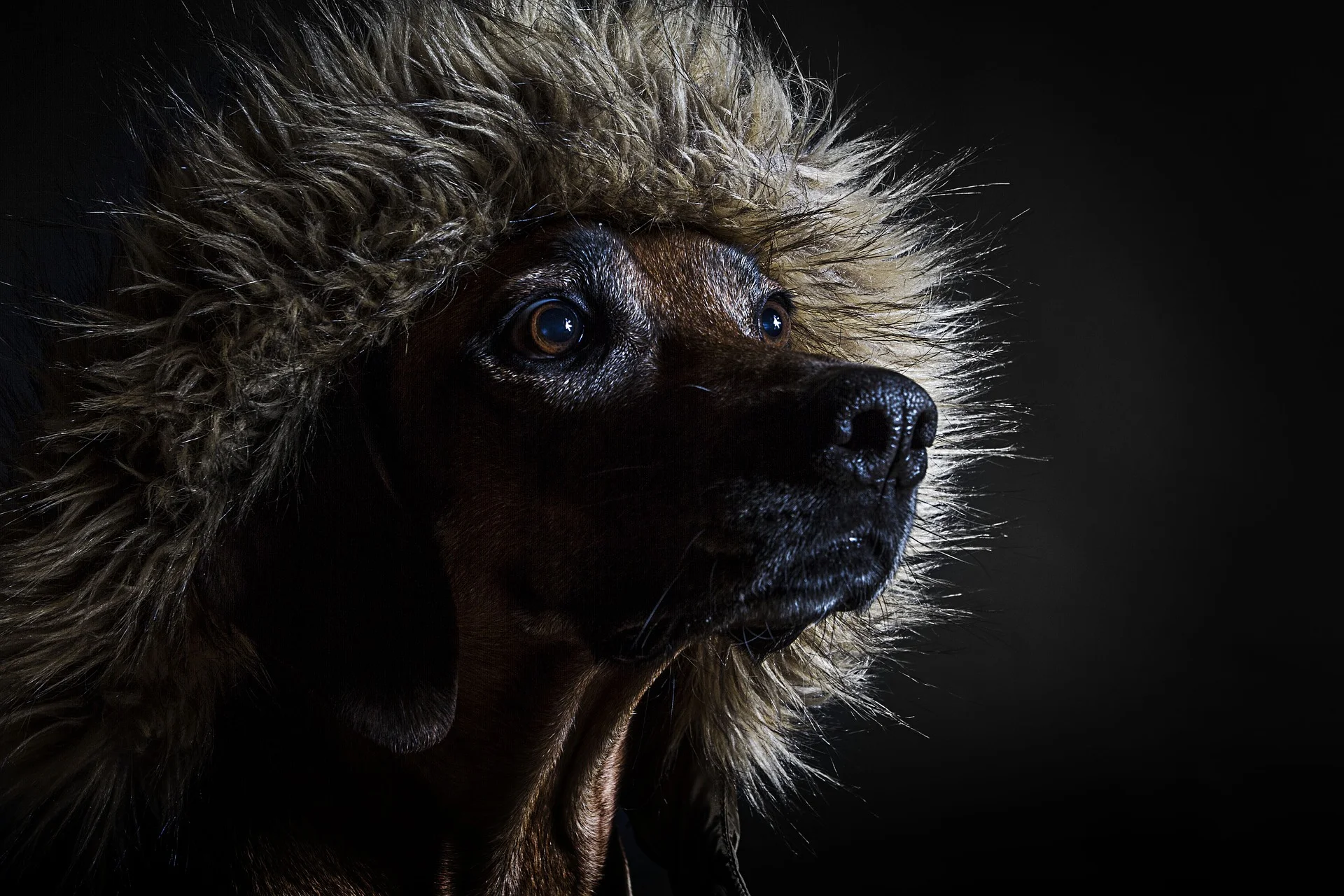 dog in coat.jpg