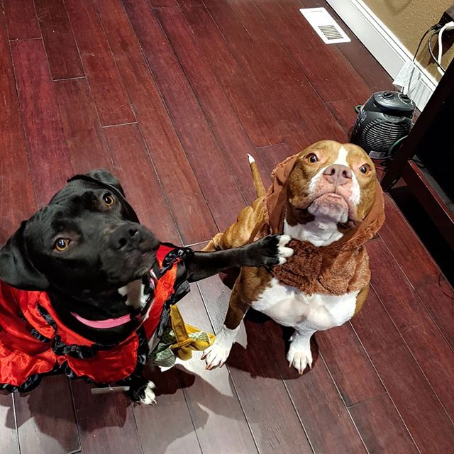*Available for adoption* - Ginger and Pepper all ready to help hand out some candy! Give them a furever home and have two great partners in fun! #adoptdontshop #adoptme #pitbull_love #rescuedog #rescuedismyfavoritebreed #nonprofit #pocketpitbull