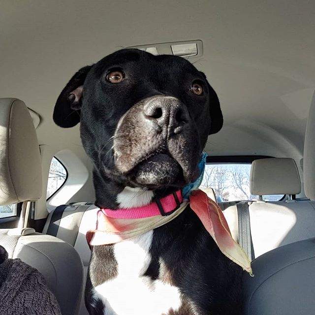 *Available for adoption* - Pepper had her first public outing today. A visit to Lowe's where she got a lot of love from a lot of strangers. Then a quick stop to get some bubble tea. She is amazing on a leash and has calm demeanor! Ready for her forev