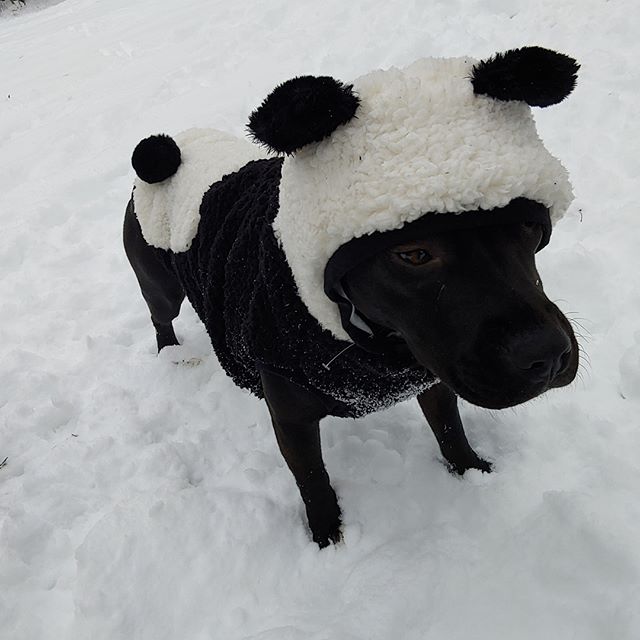 *Available for adoption!!* Adopt your very own panda! 
Have you meet Pepper yet! This playful cuddle bug just got her new winter coat and loves prancing around in it both inside and out. She and her "sister" Ginger are both available for adoption on 