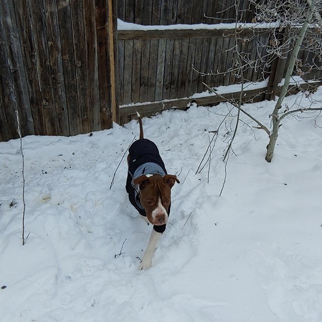 *Available for adoption!!* Adopt Ginger for Christmas!! Have you meet Ginger yet! This cuddly teddy bear  just got her new winter coat. Originally from New Mexico she is not too fond of this cold white stuff but her new jacket does help make it barea