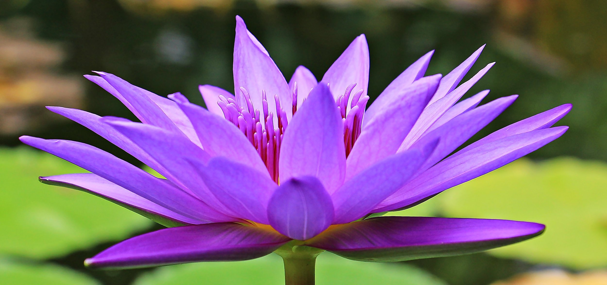 water-lily-nuphar-lutea-aquatic-plant-blossom-158284.jpeg