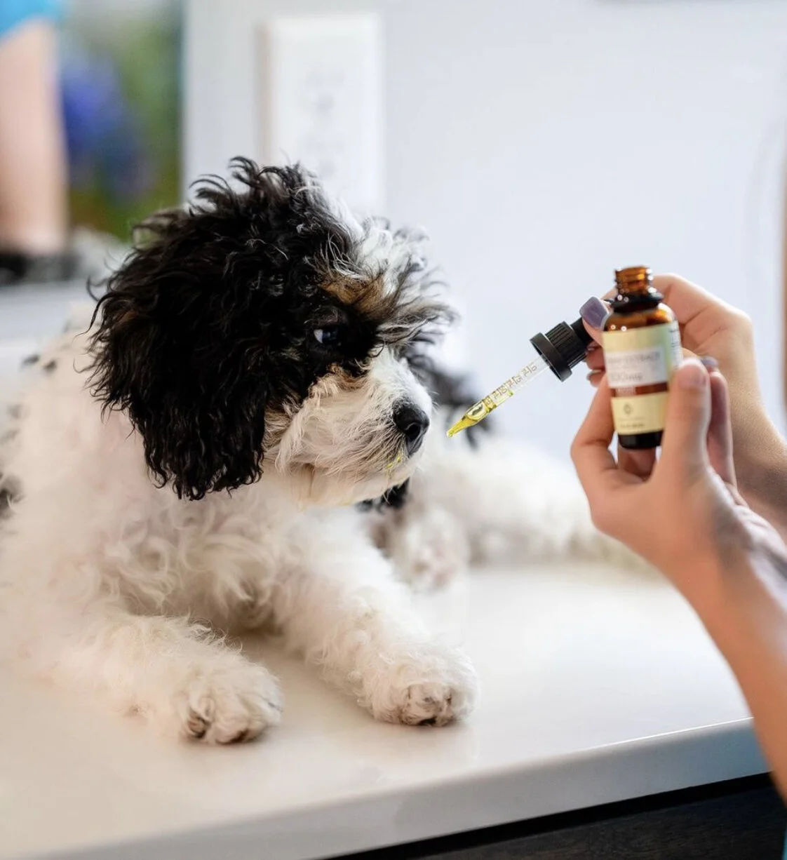 REIKI &amp; CBD FOR OUR FURRY FRIENDS!