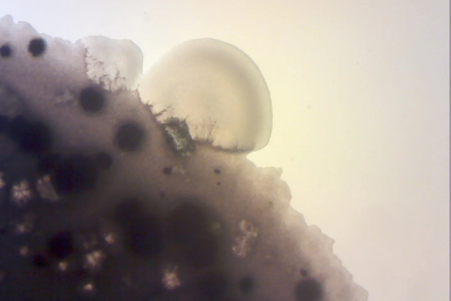 Photo on 4-9-26 at 4.00 PM #2.jpg