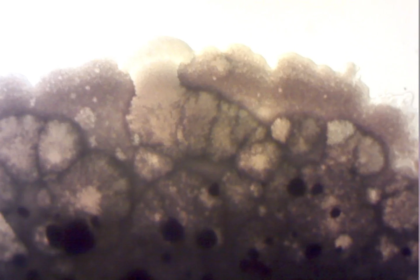 Photo on 4-9-26 at 4.03 PM #2.jpg