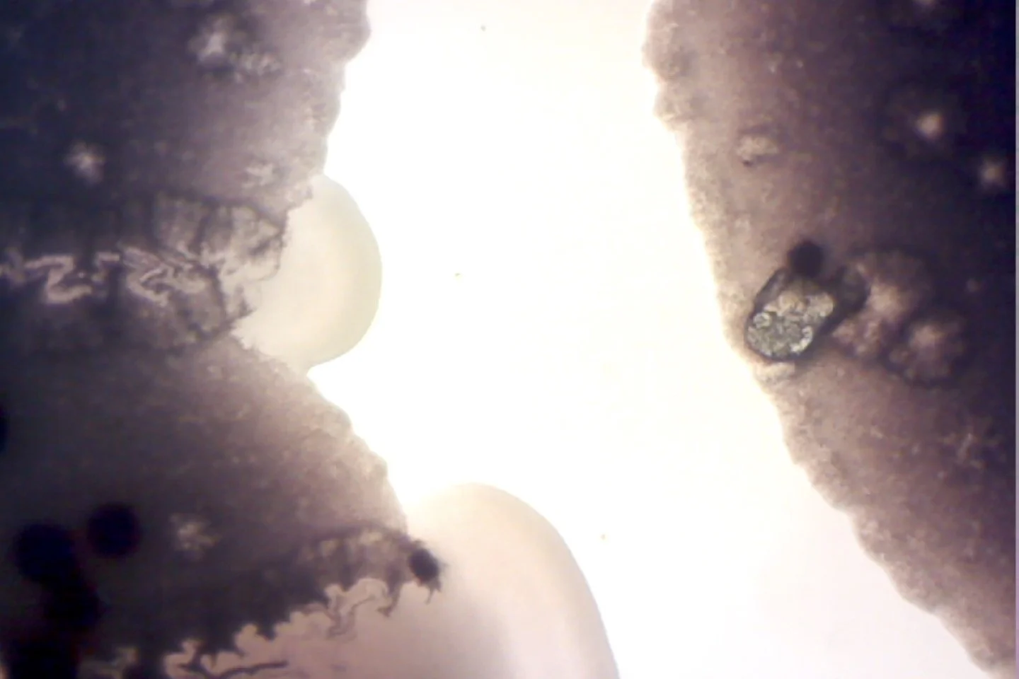 Photo on 4-9-26 at 4.05 PM #2.jpg