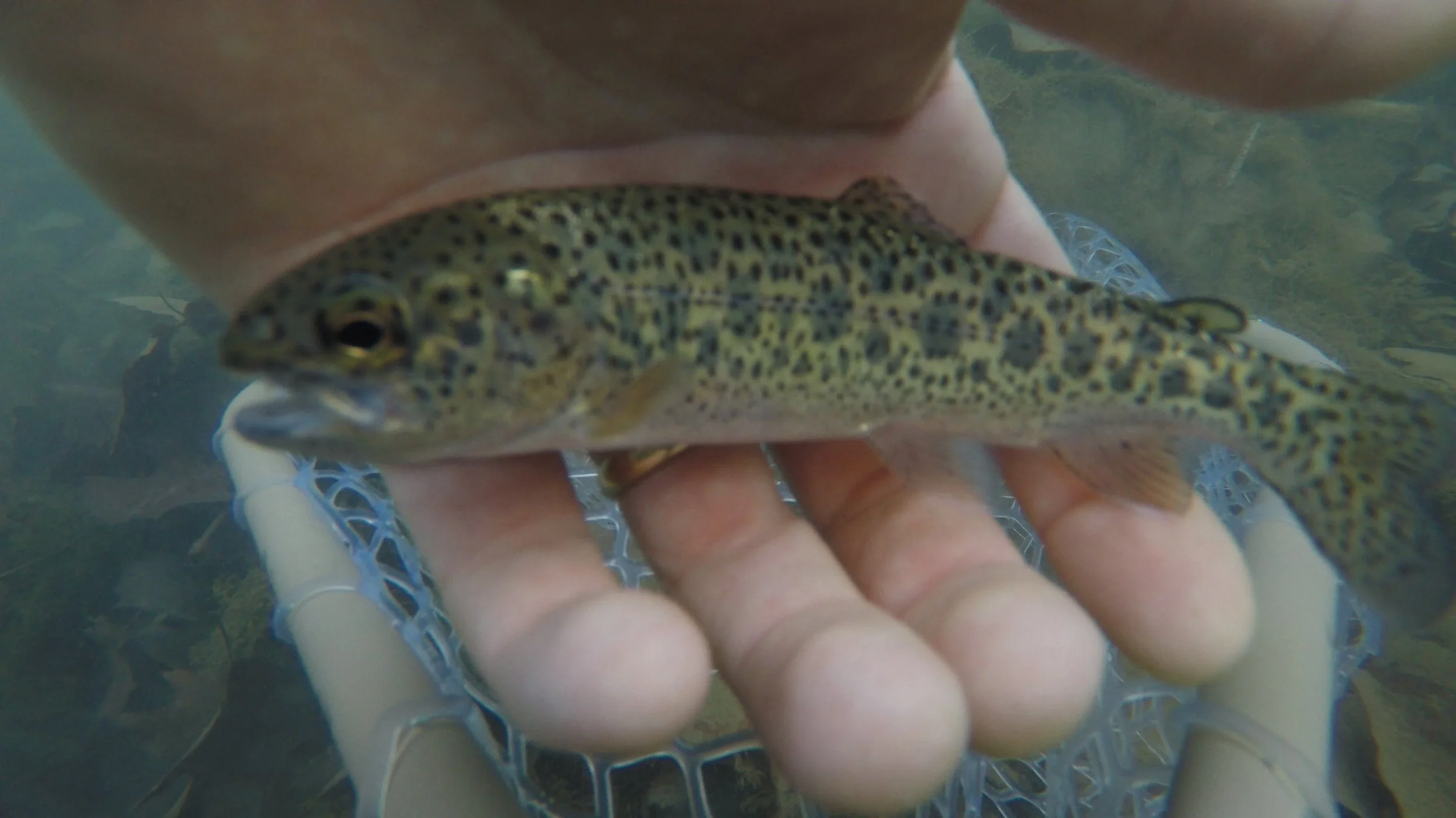 Here's the first little trout of the year for me! Small, but a trout's a trout! 