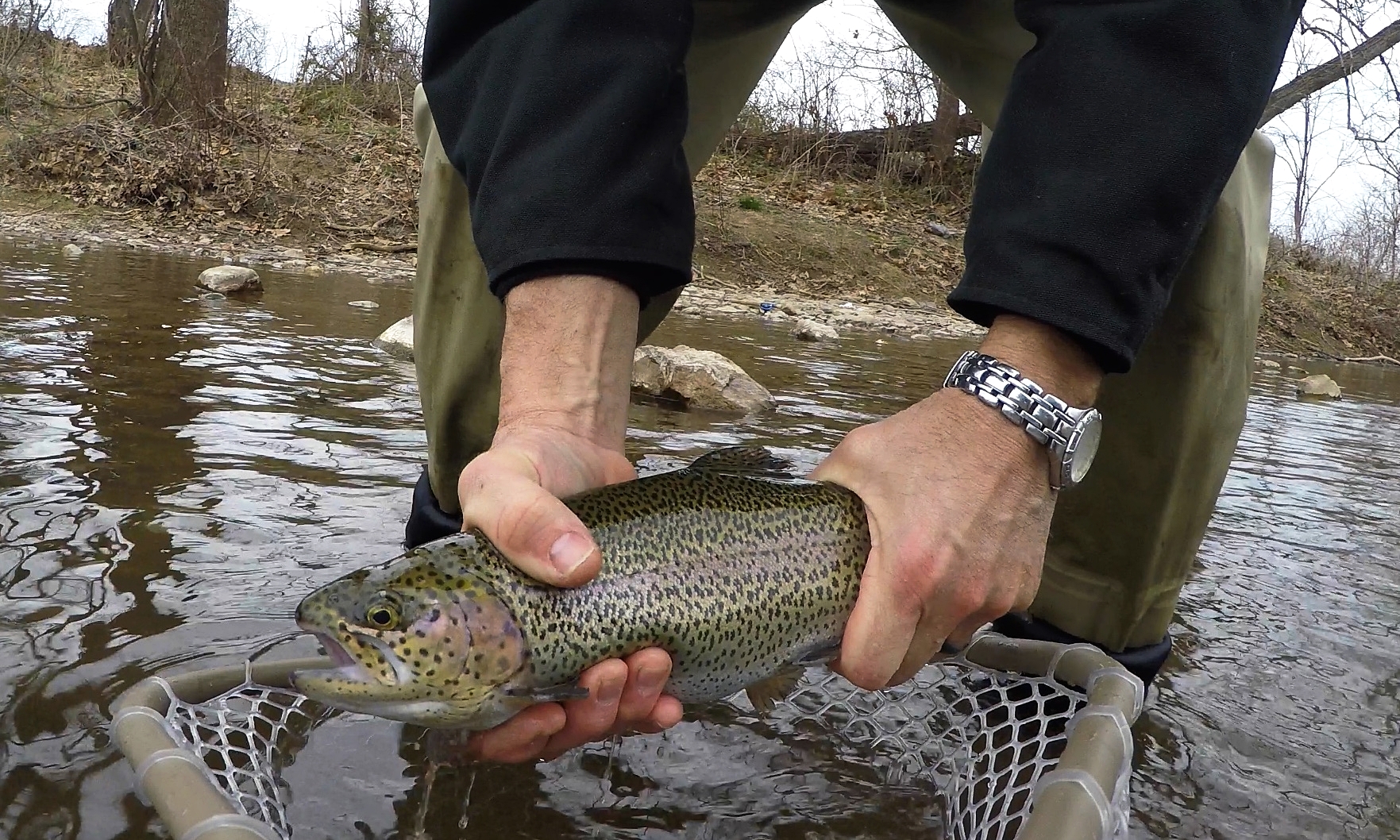 A stocked bow that fell for a jigged fly. 