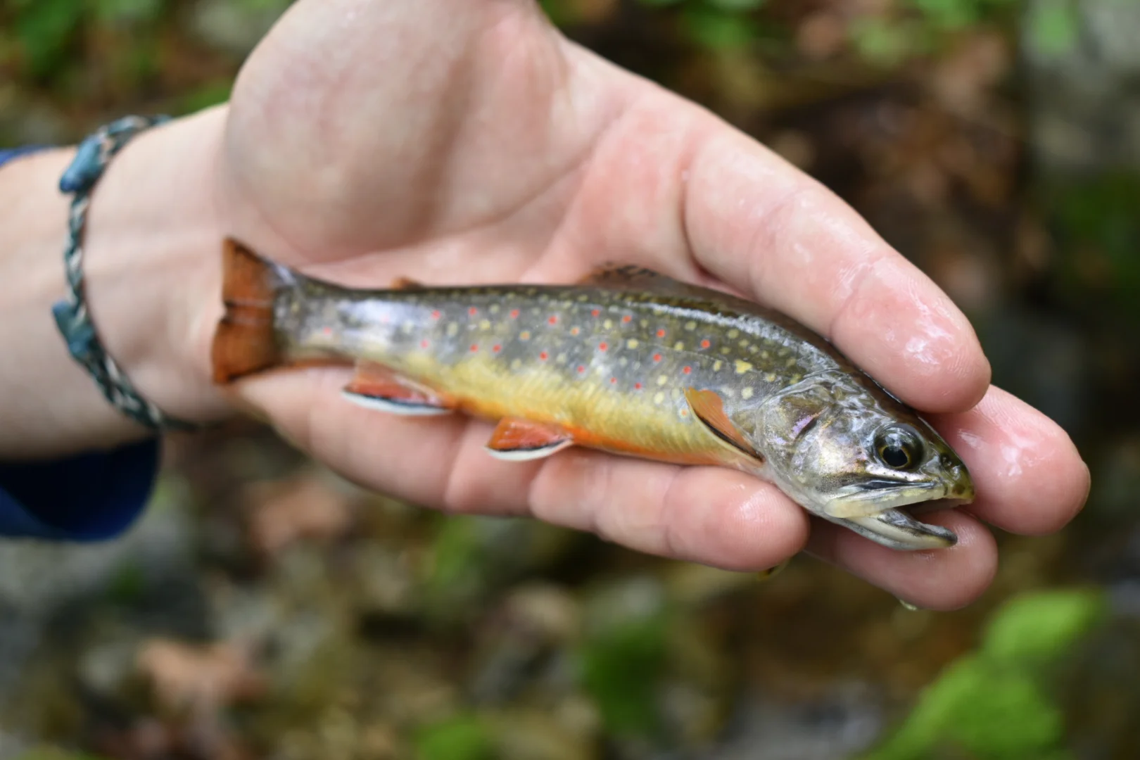 6 pack...size 6 Little Brown Trout