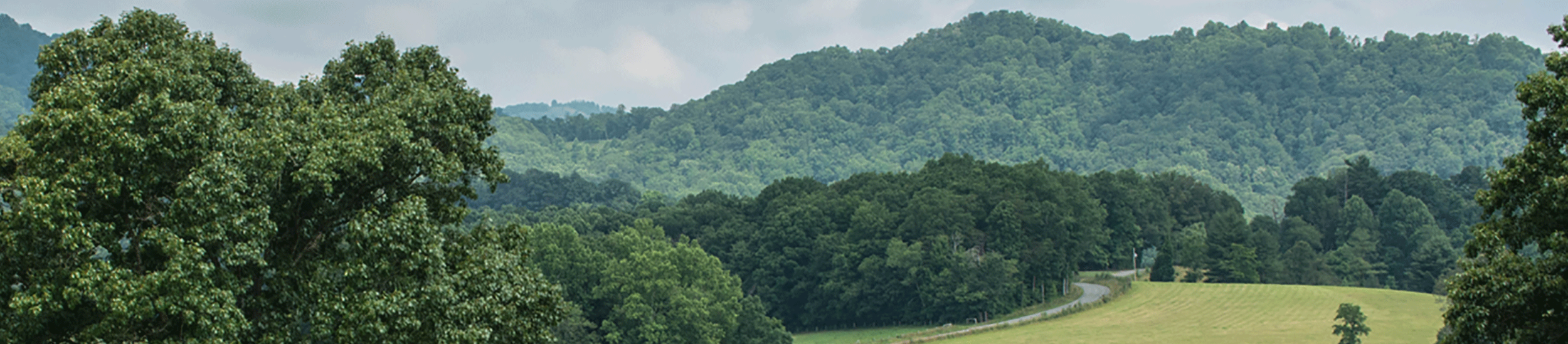 HSOTC-Banner-3_trees.png