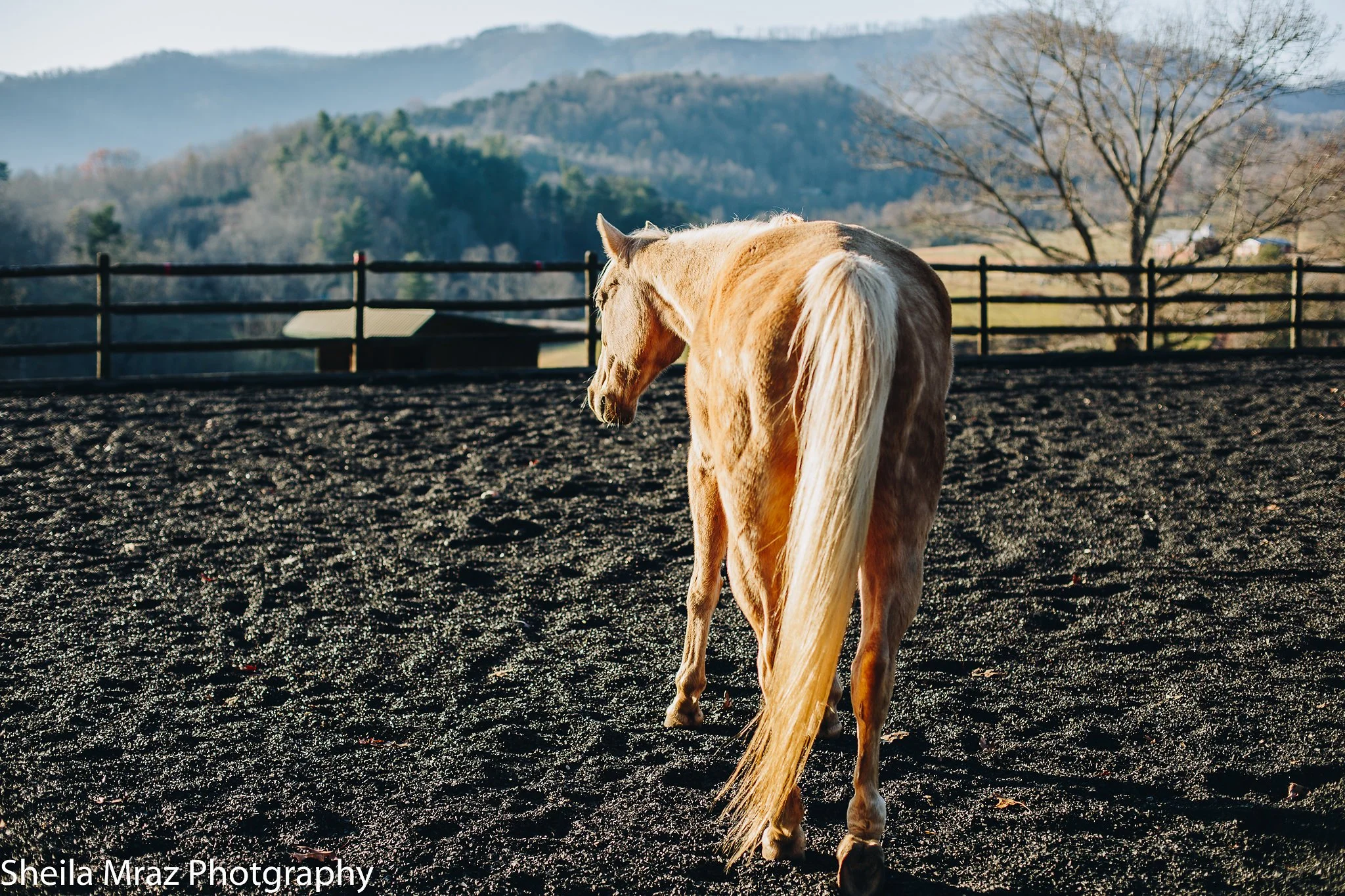 Copy of sheila_mraz-8219.jpg