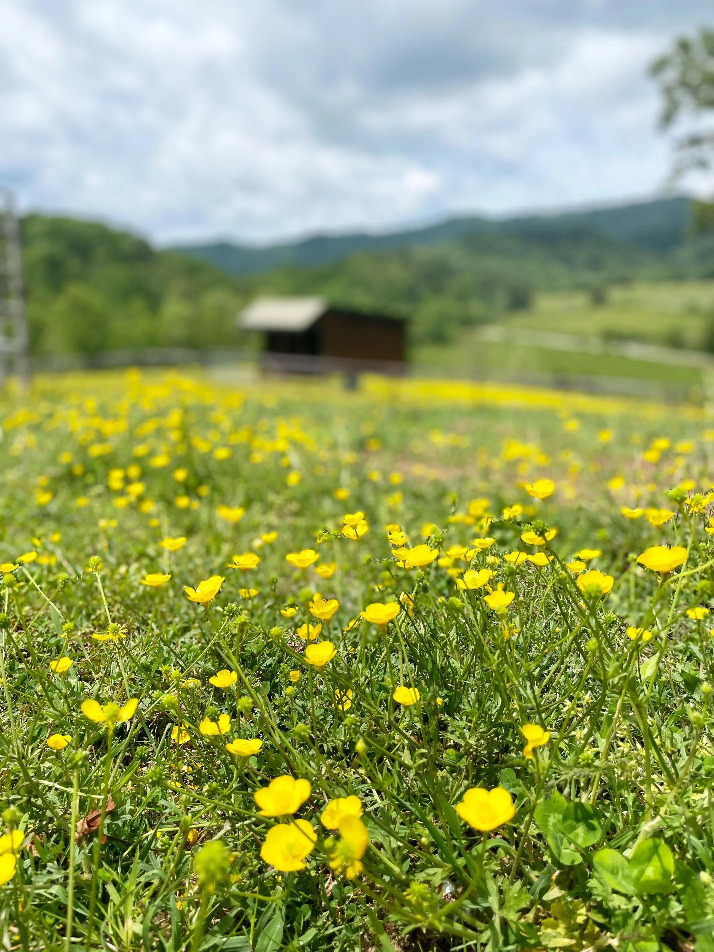 Copy of BarnFlowers.jpg