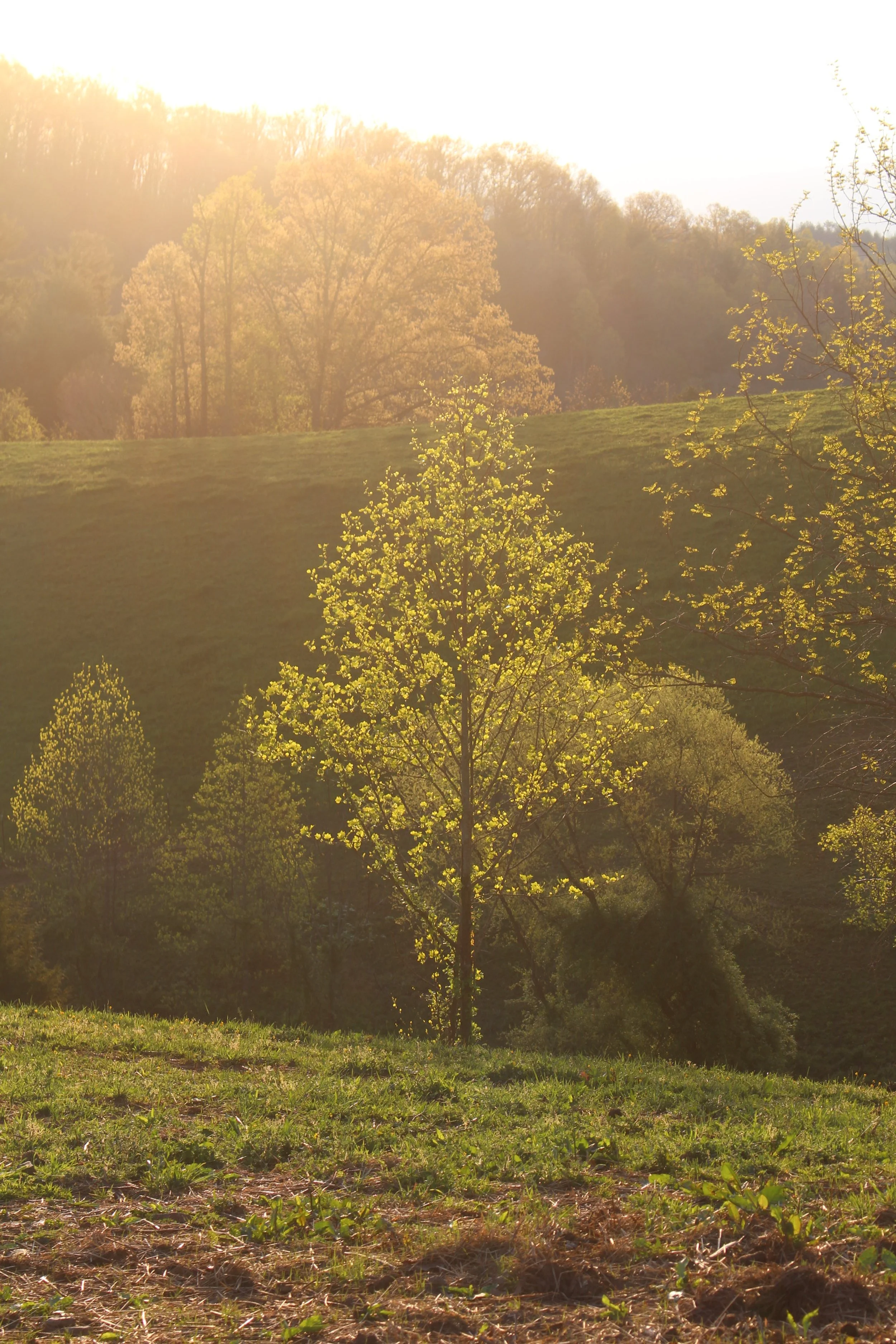 Copy of IMG_7770.JPG