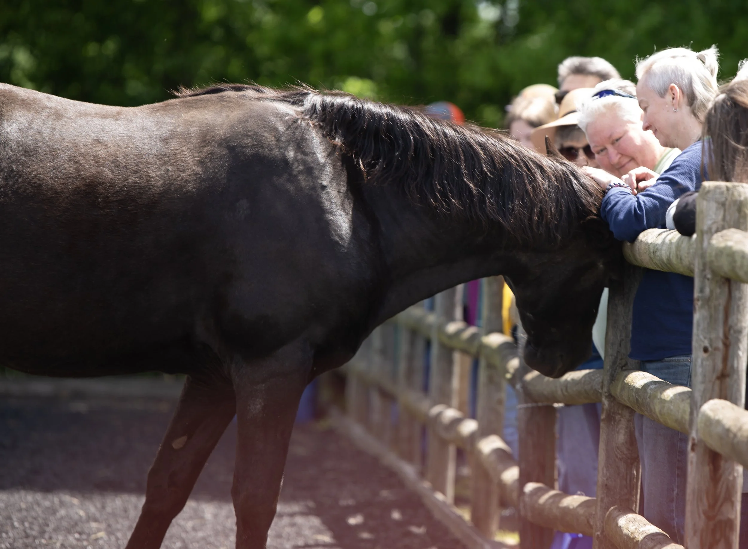 horsecrowd2 (1).jpg