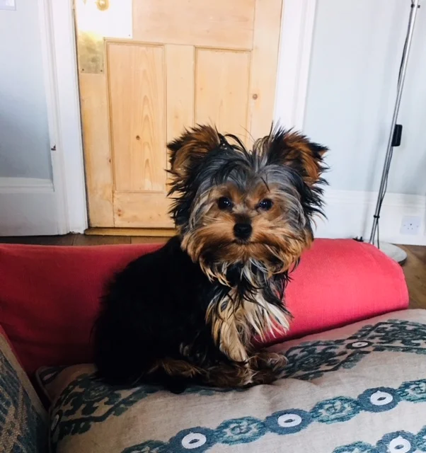 PEANUT