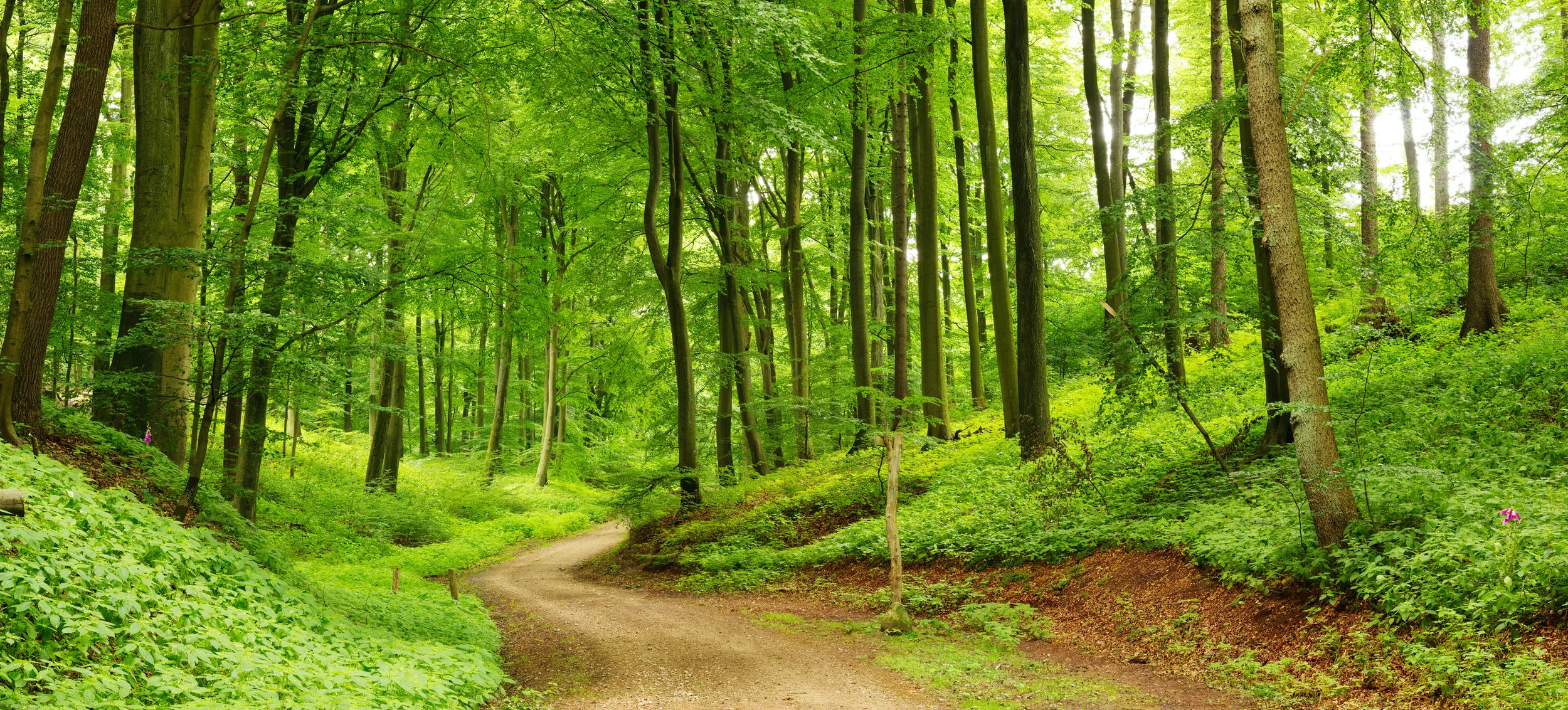 forest-path-panorama-25795025.jpg