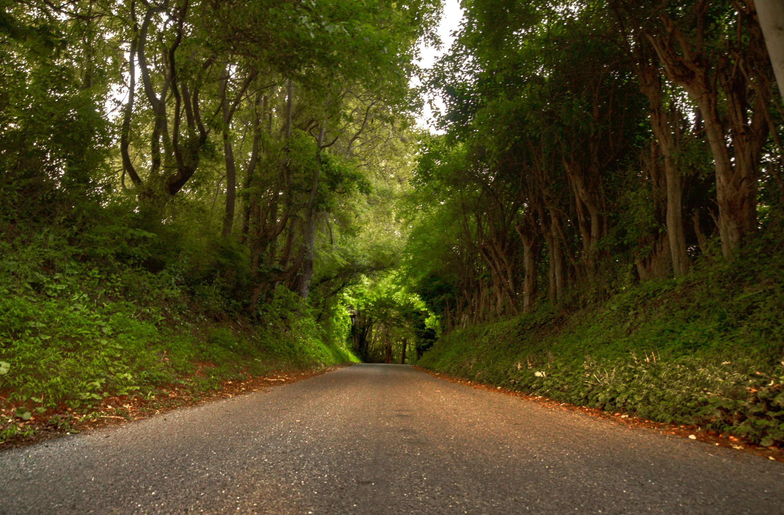 Tree Tunnel