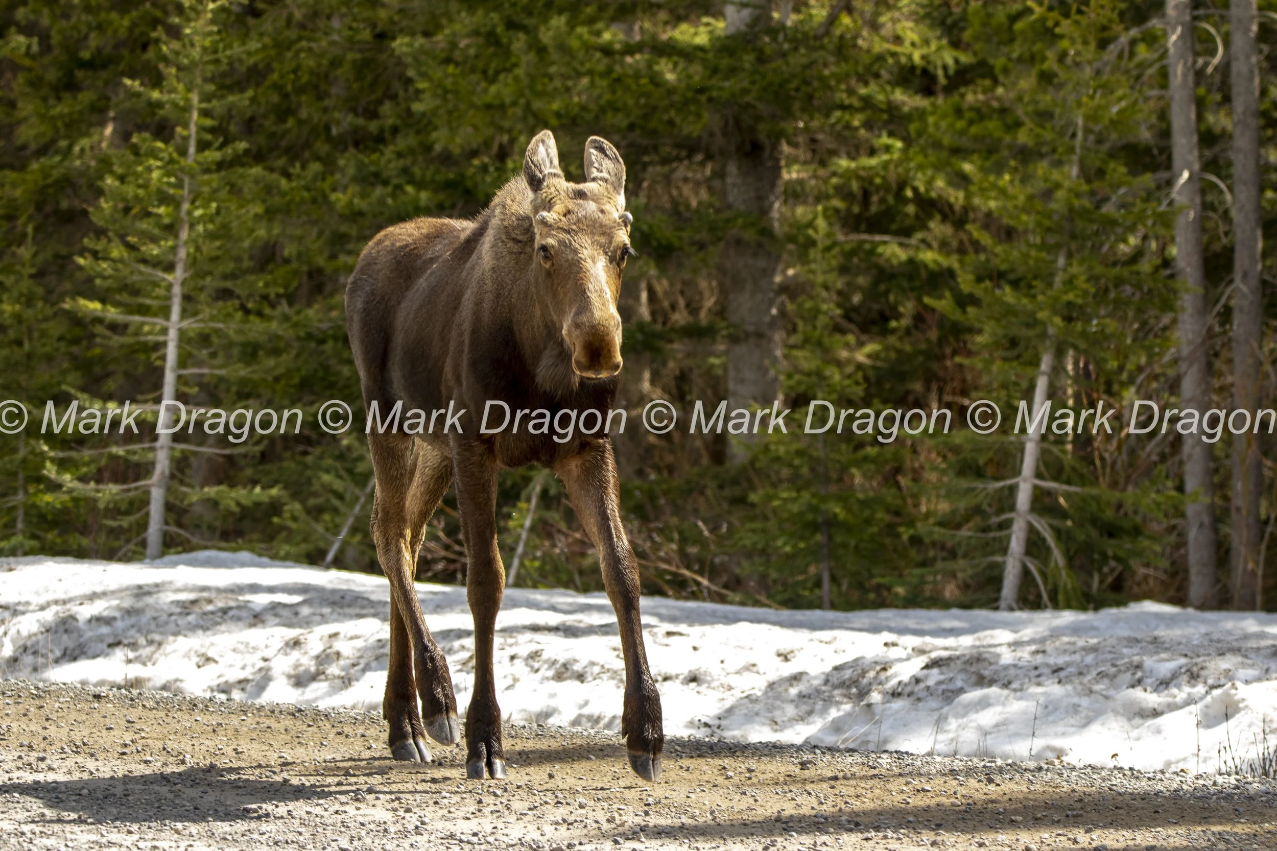 BANFF_EX3_2022_0524_154846-0239_MWD.JPG