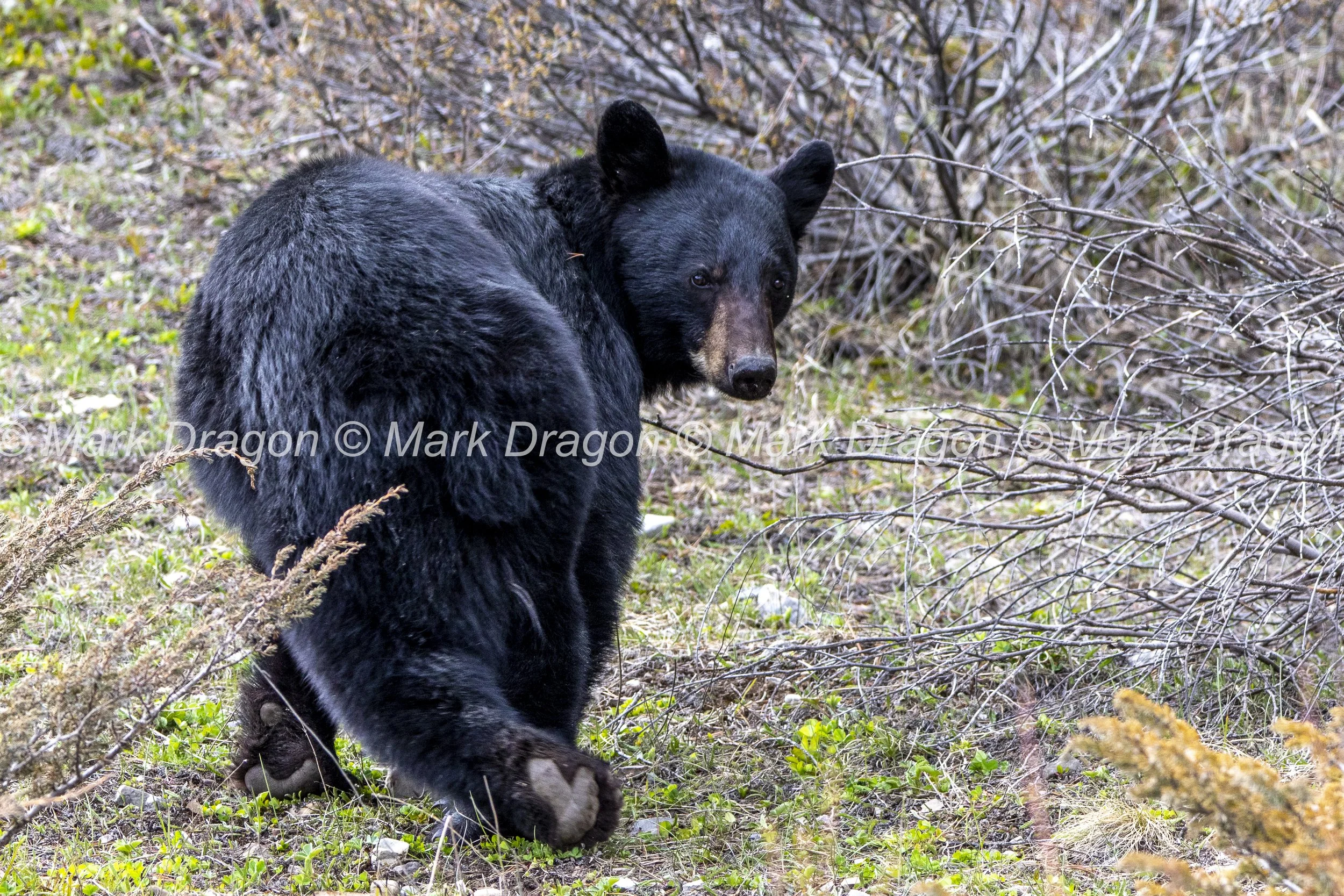 BANFF_EX3_2022_0524_155617-0248_MWD.JPG
