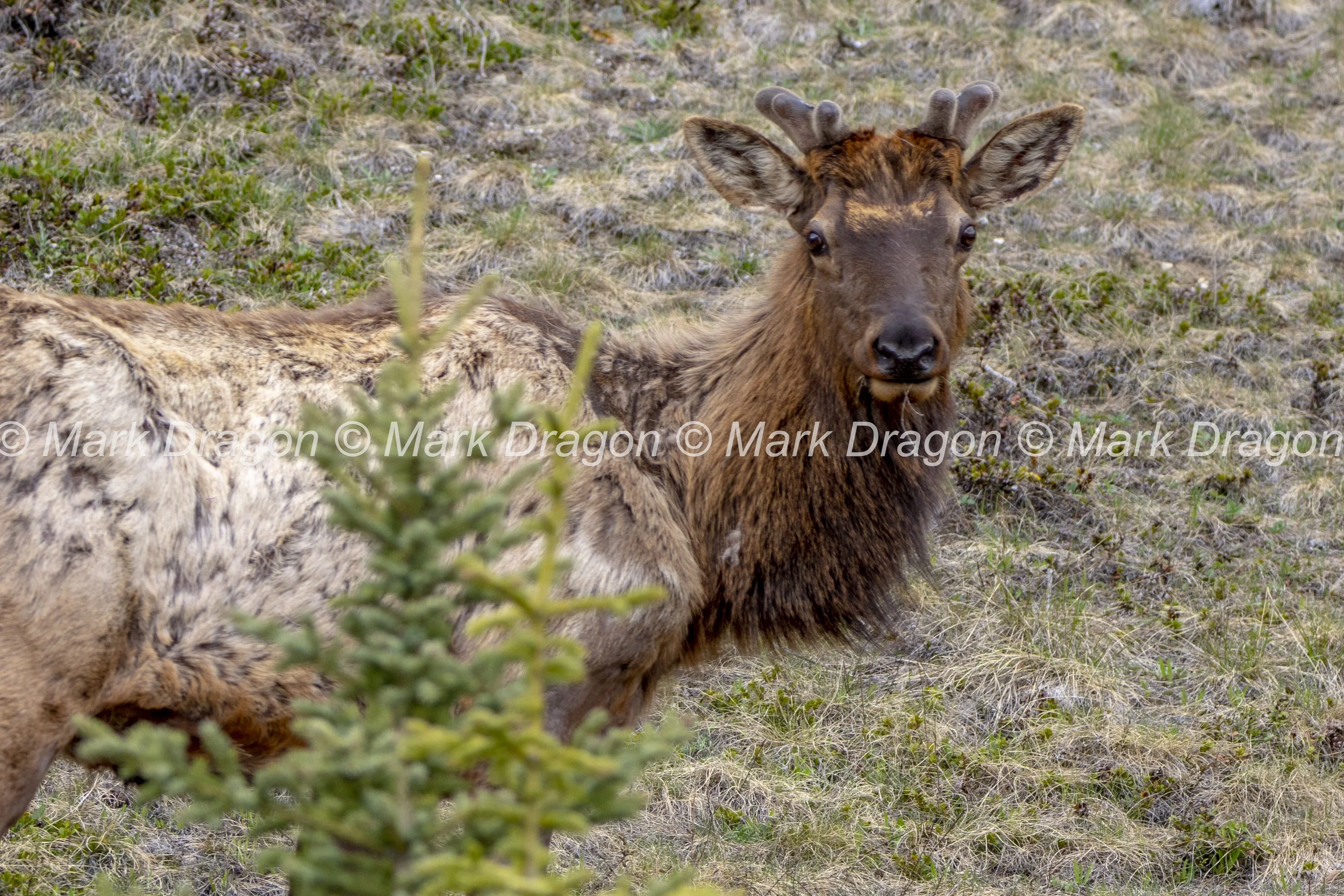 BANFF_EX3_2022_0525_125519-0597_MWD.JPG