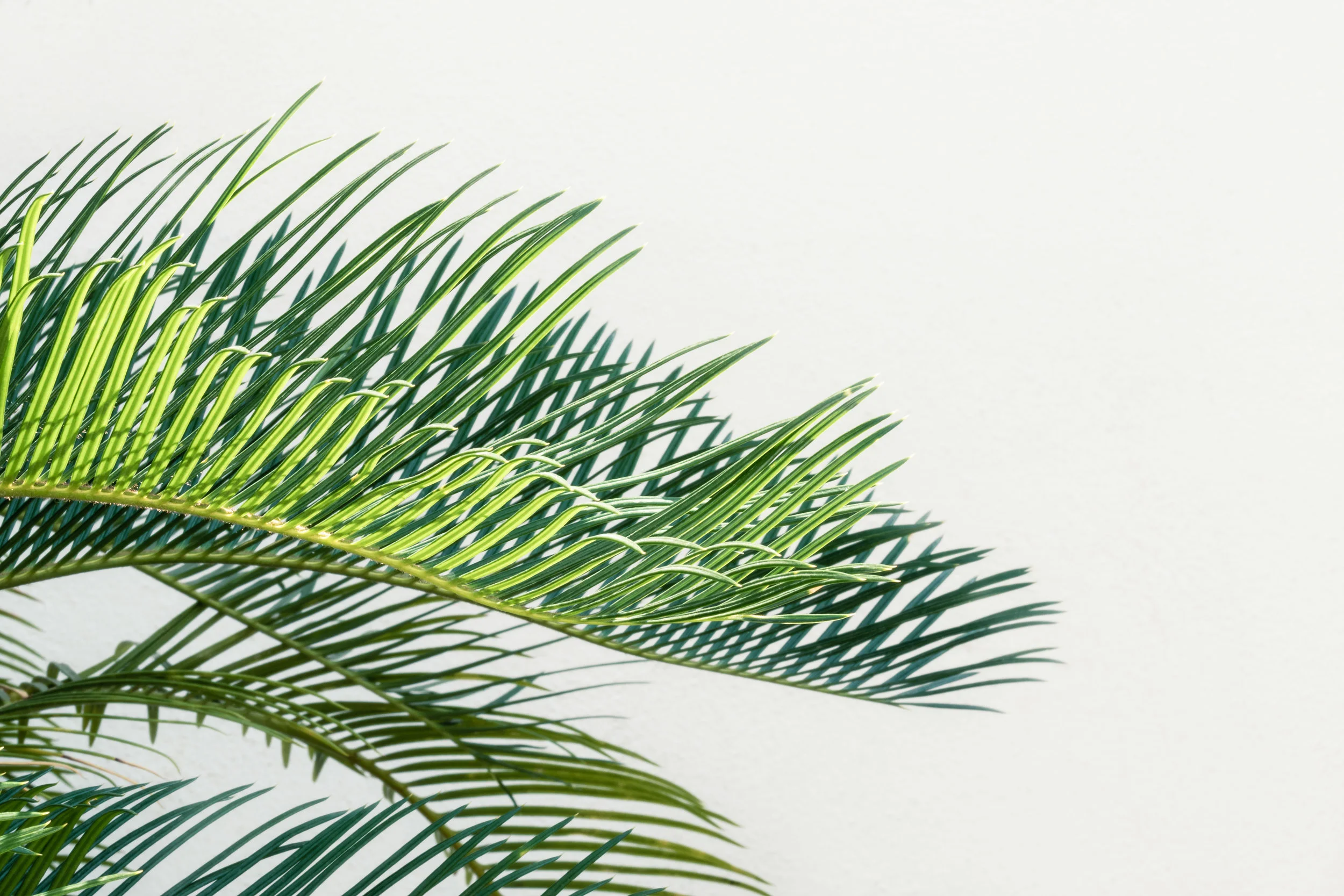 #Lorem Ipsum Dolor Sit Amet Consectetur Ad